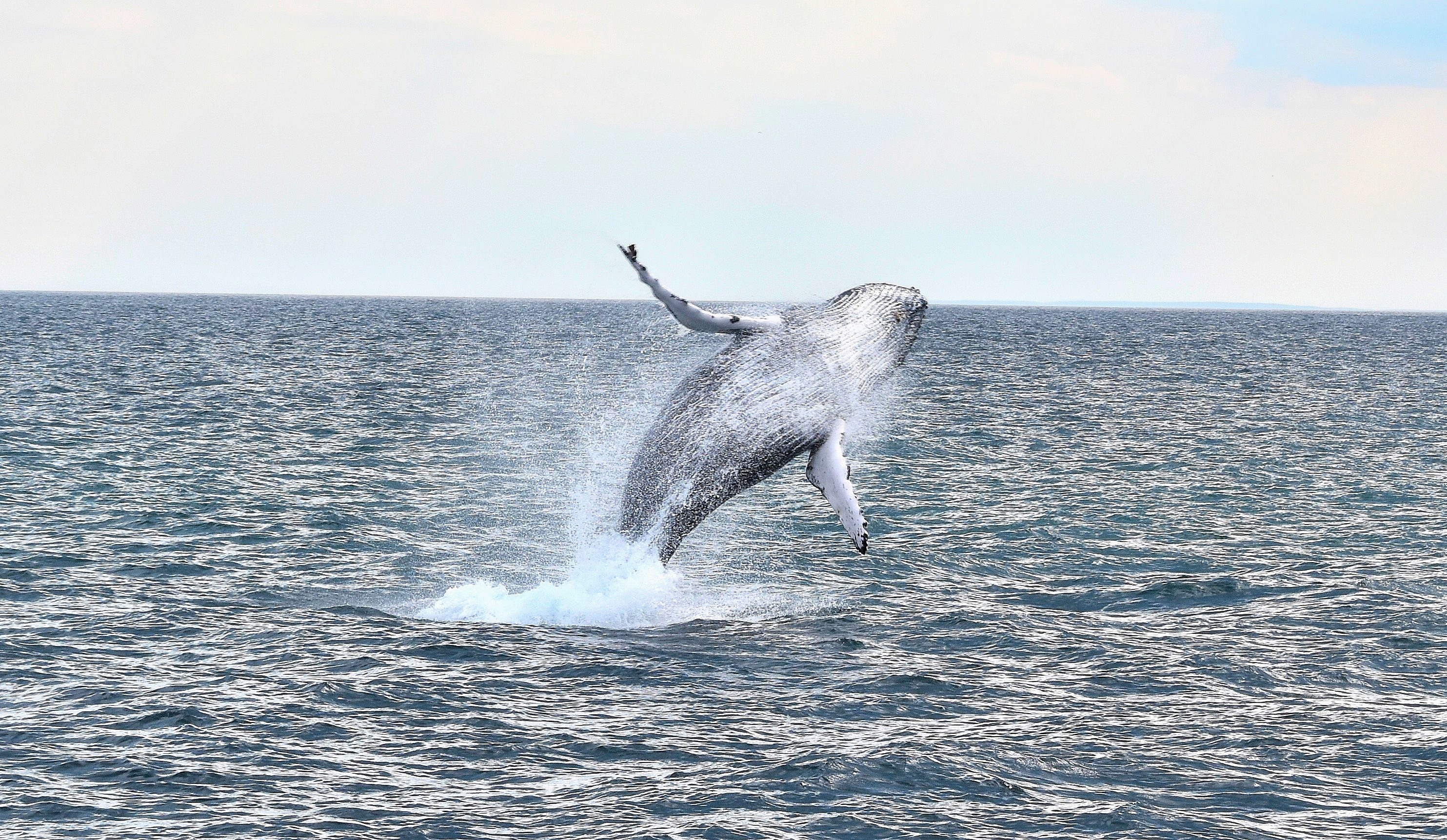 Boston Whale Watching