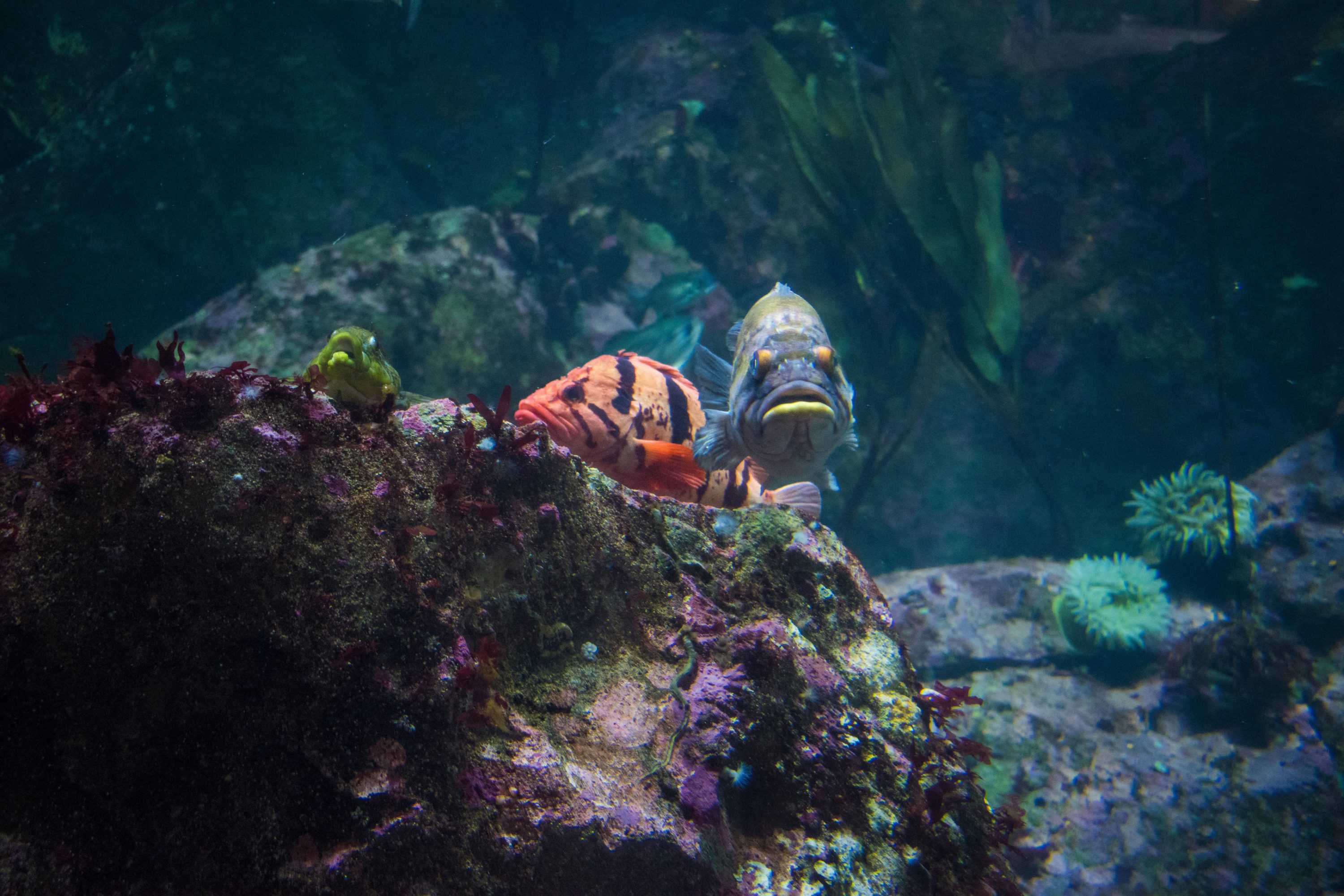 Seattle Aquarium