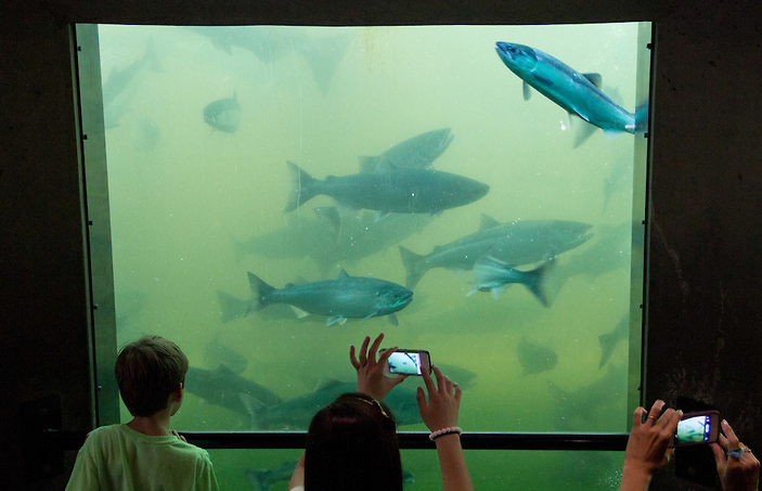 Ballard Locks Hiram Chittenden Locks Sockeye