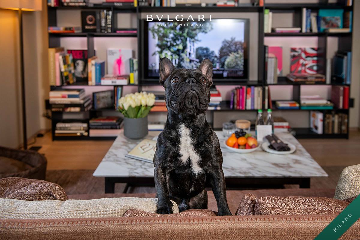 Bulgari Hotel dog Bulgari Hotel dog