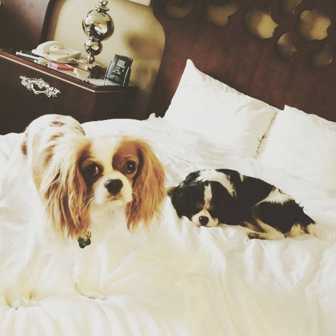 Castle Hotel dogs Castle Hotel dogs