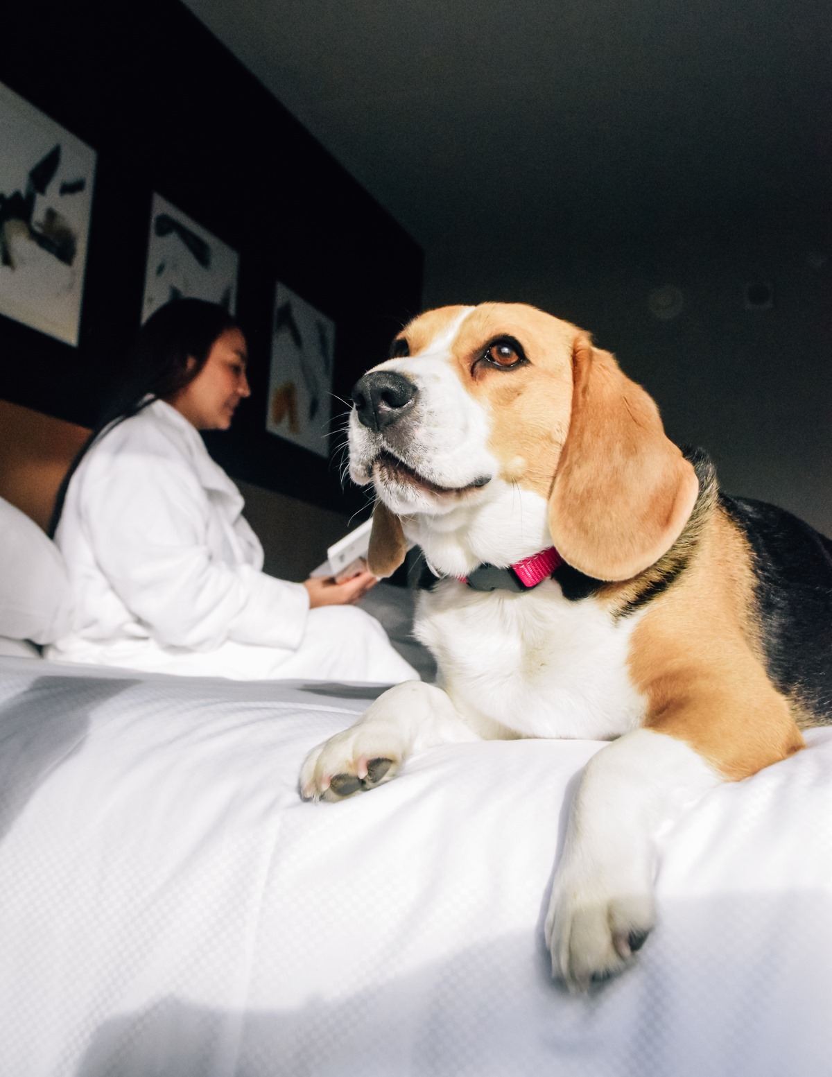 Delta Hotels by Marriott Calgary Downtown dog Delta Hotels by Marriott Calgary Downtown dog