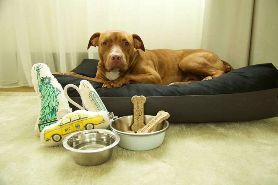 Edition Hotel New York dog Edition Hotel New York dog