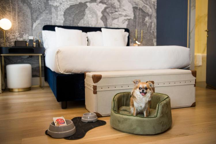 Elizabeth Unique Hotel dog Elizabeth Unique Hotel dog
