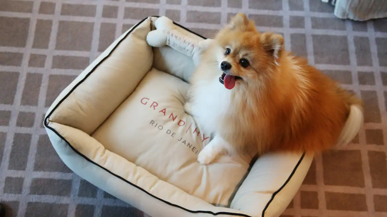 Grand Hyatt Rio de Janeiro Pet friendly