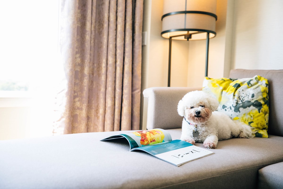 JW Marriott Denver Cherry Creek dog JW Marriott Denver Cherry Creek dog