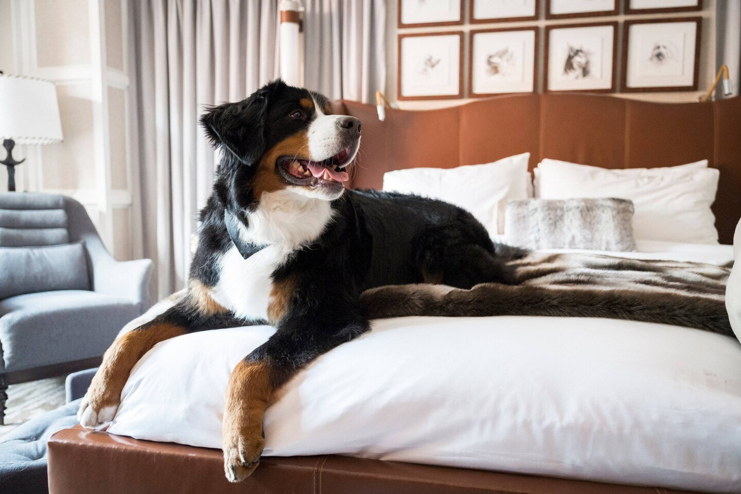 Kitty the dog at the St. Regis Resort in Aspen Colorado