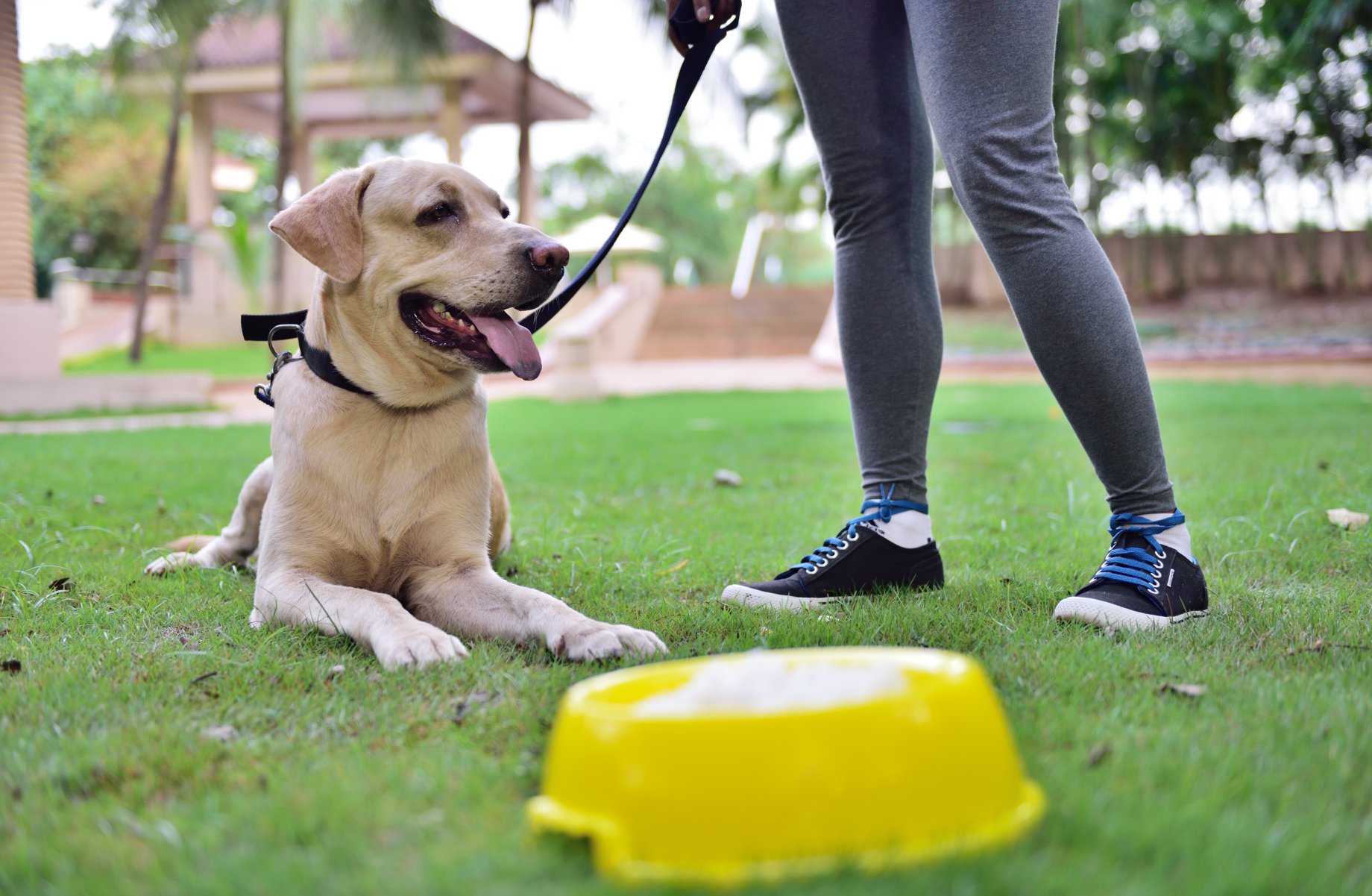 Lakeside Chalet Mumbai Marriott Executive Apartments dog Lakeside Chalet Mumbai Marriott Executive Apartments dog