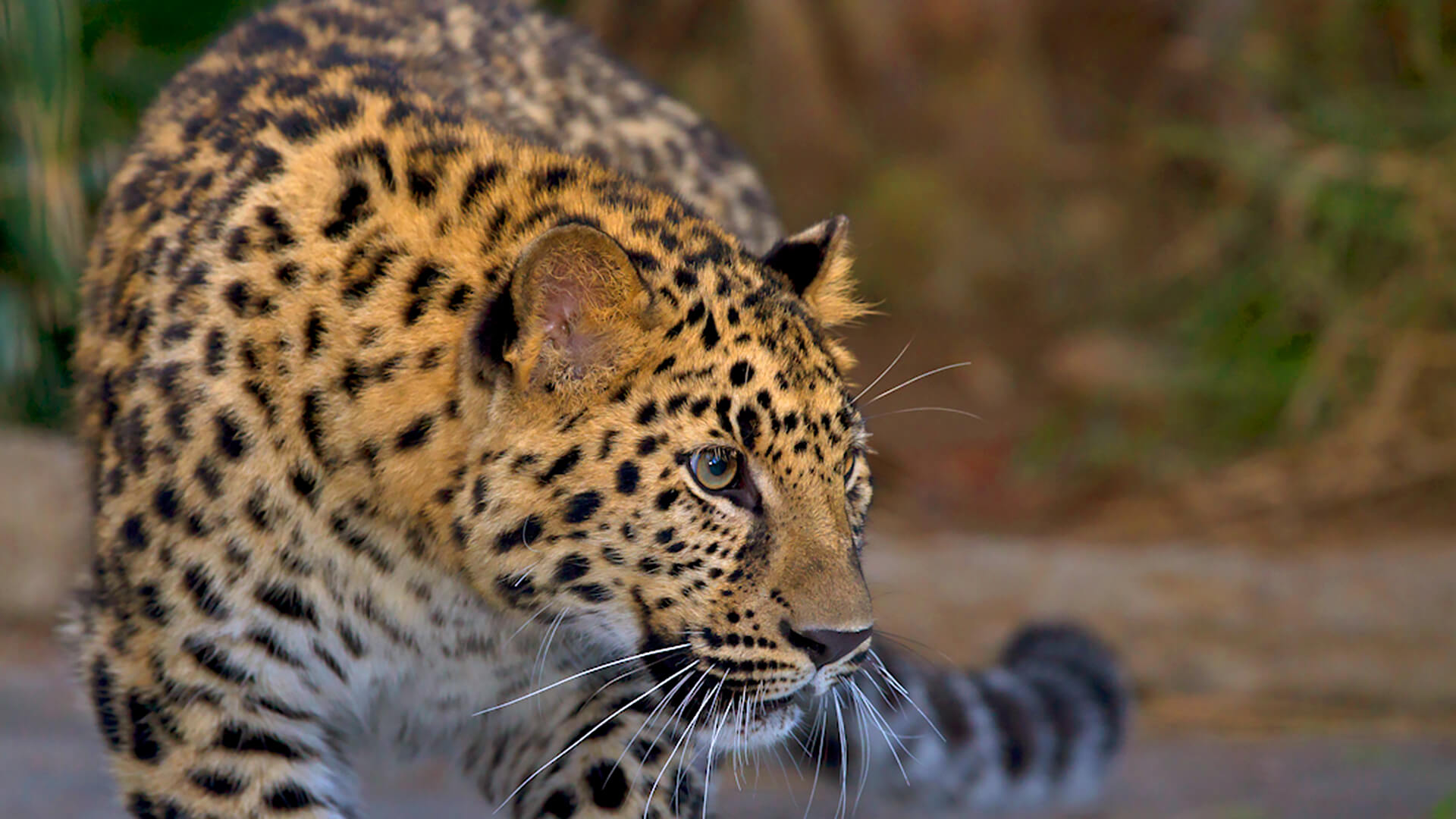 San Diego Zoo Leopard