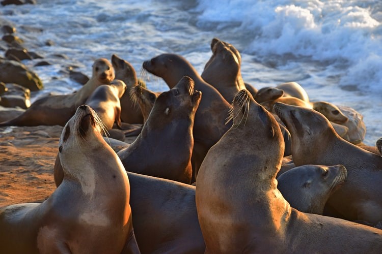 Sea Lions La Jolla