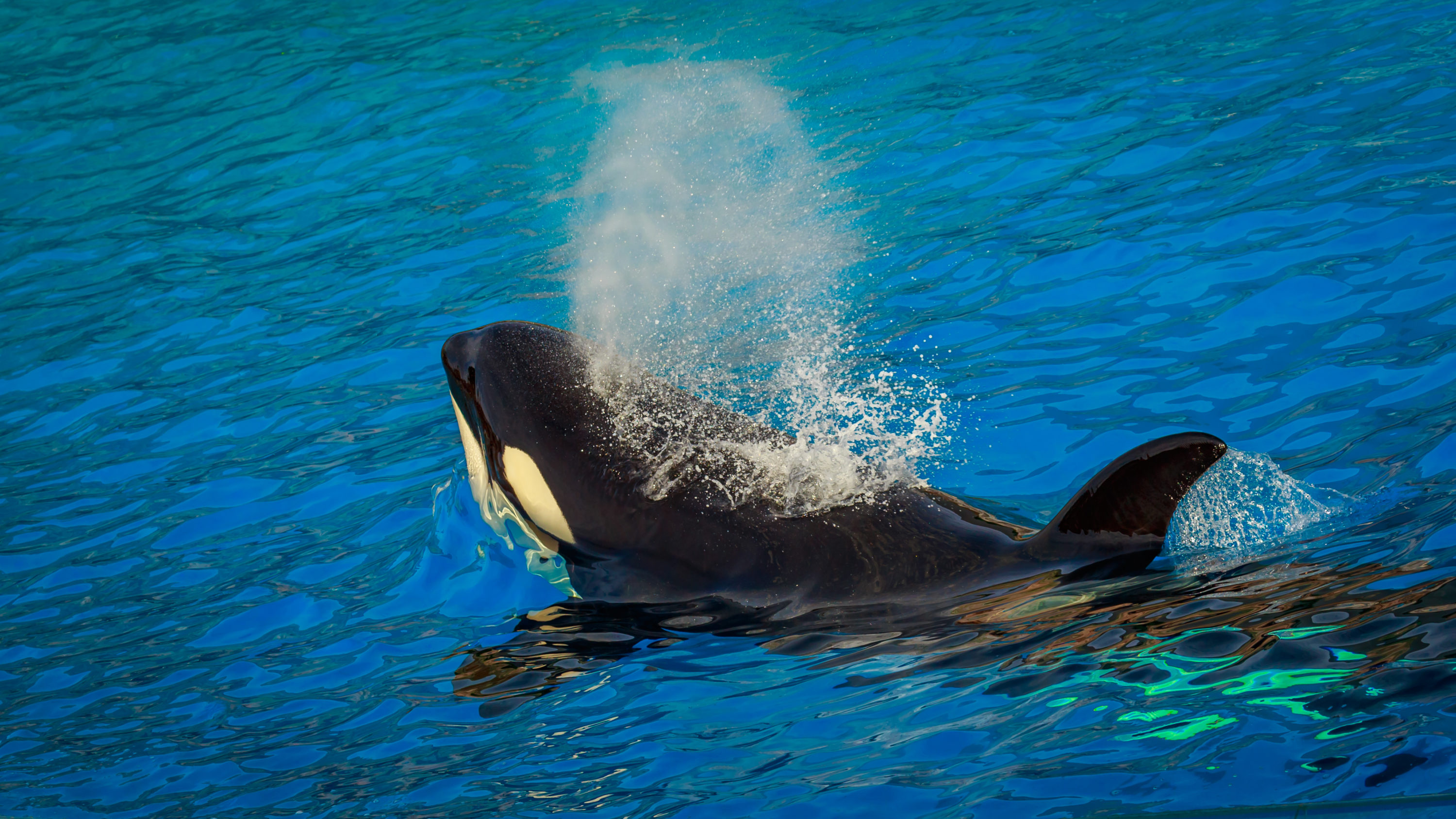 Seaworld California