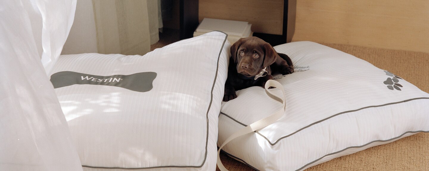 The Westin Riverfront Resort Spa Avon Vail Valley dog