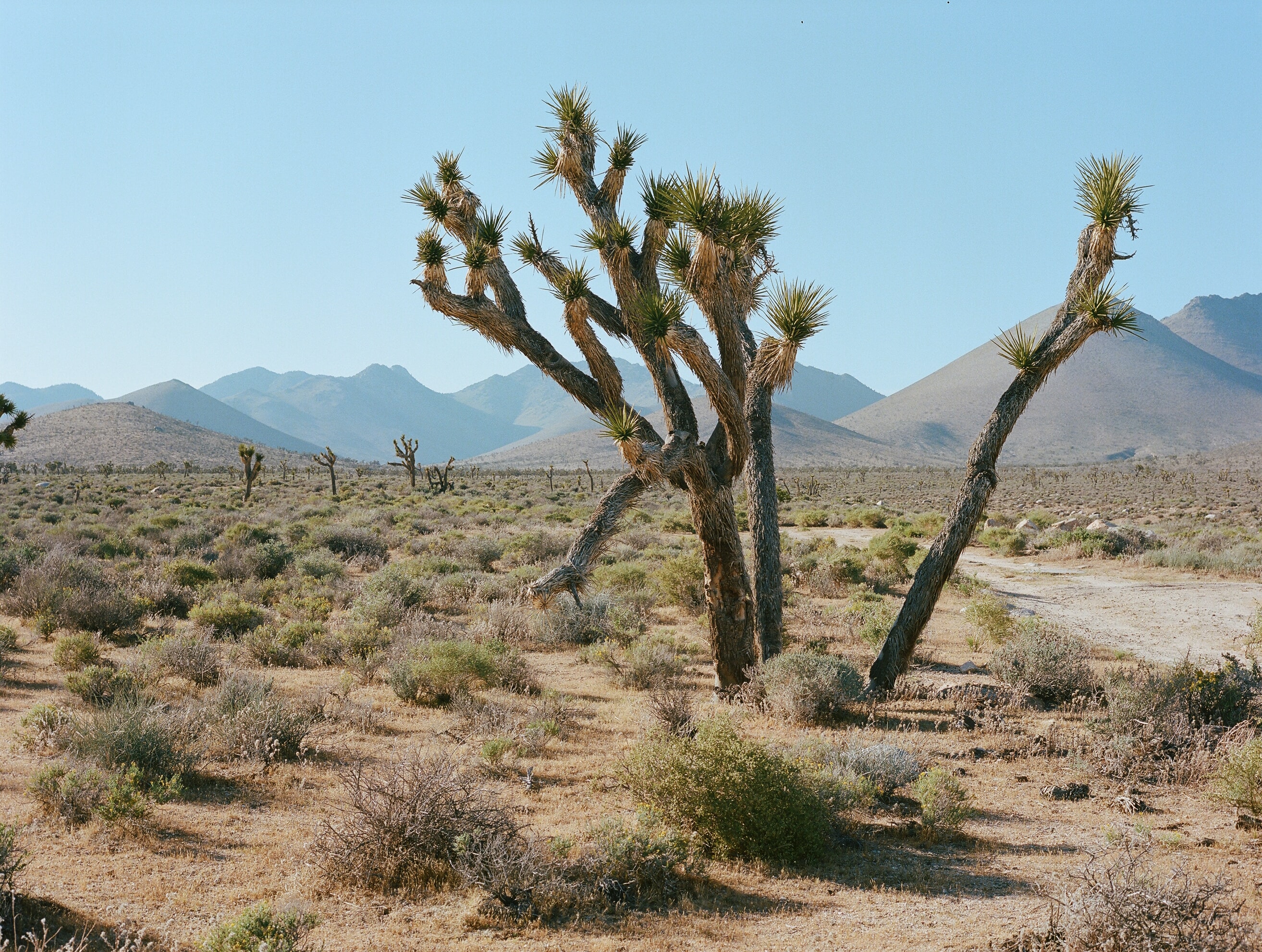 Death Valley Death Valley