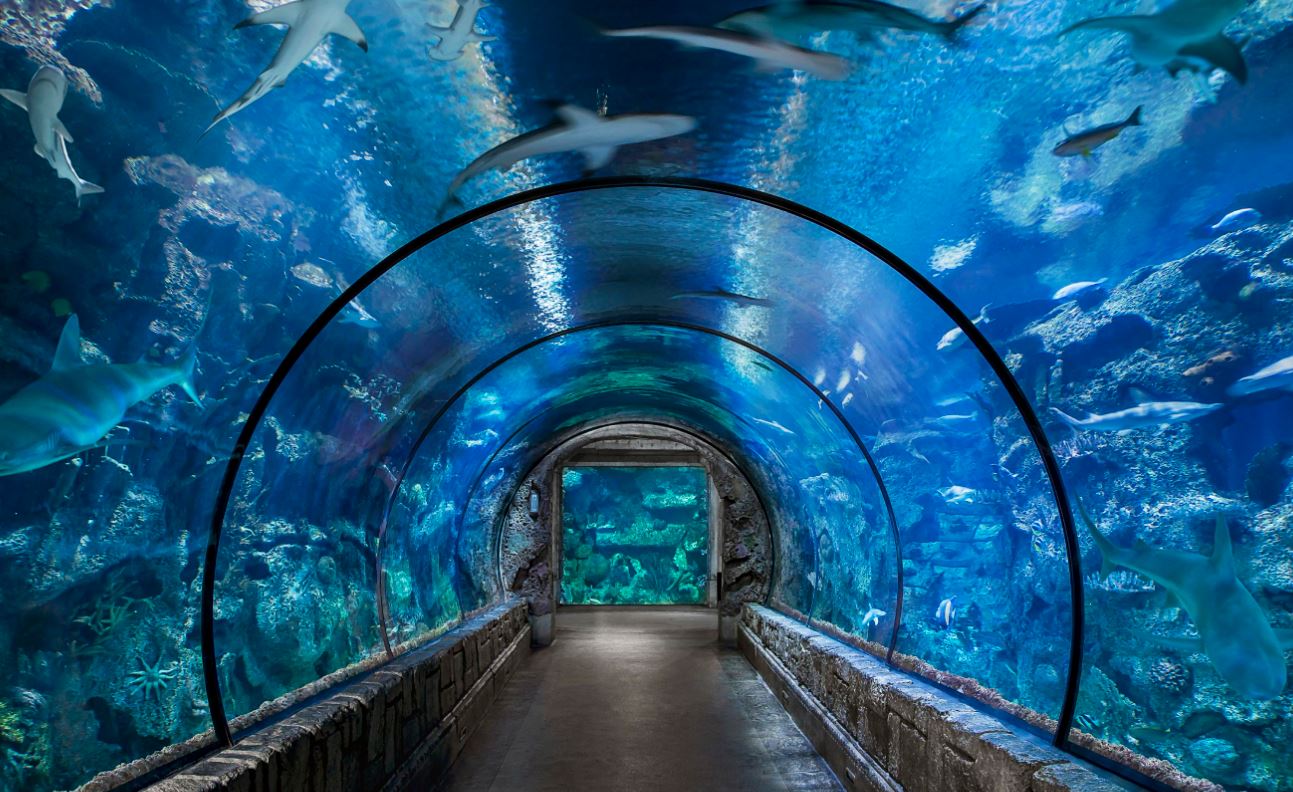 Mandalay Bay Shark Reef Mandalay Bay Shark Reef