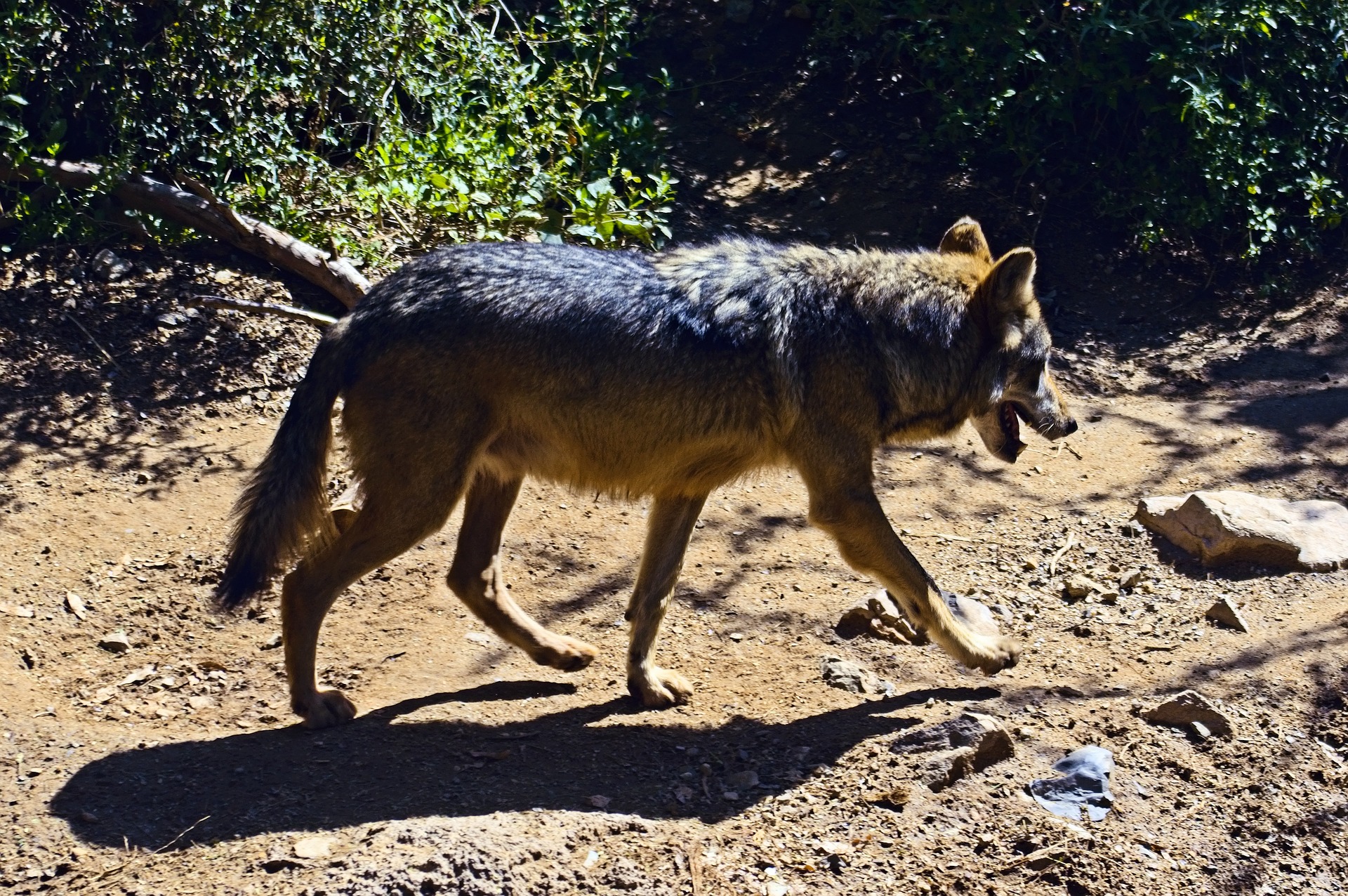Arizona Sonora Desert Museum