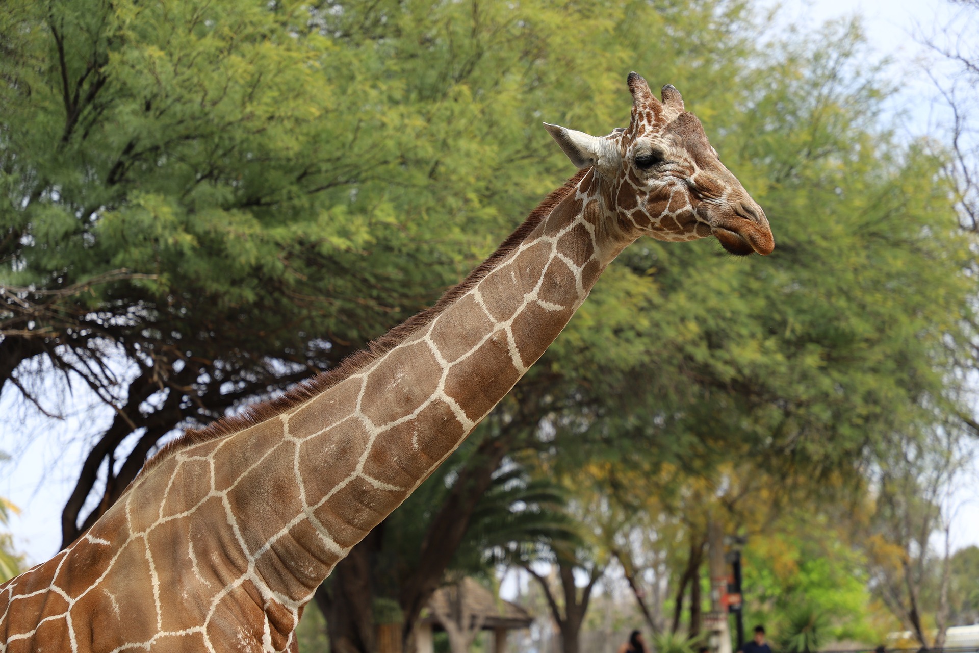 Reid Park Zoo