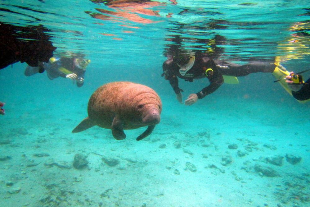 Swim With Manatees