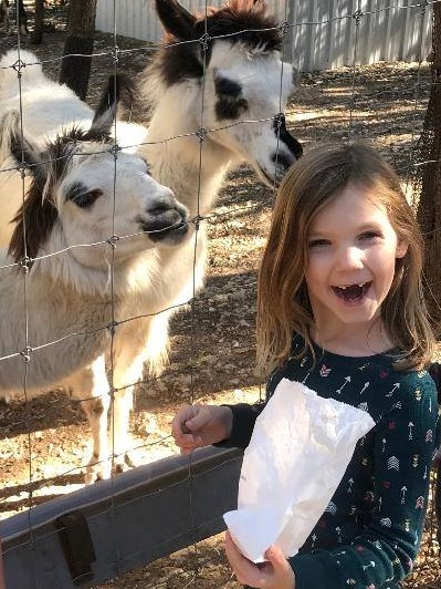 Austin Zoo llama feeding Austin Zoo llama feeding
