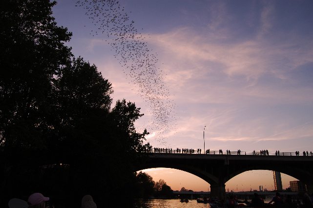 Congress Avenue Bridge Bats Congress Avenue Bridge Bats