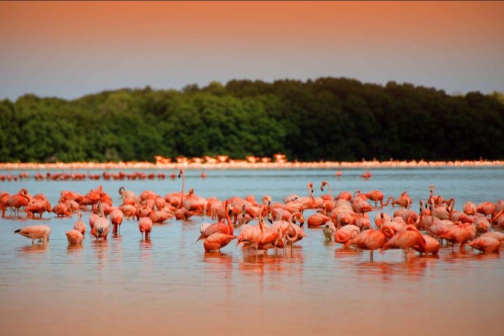 Las Coloradas