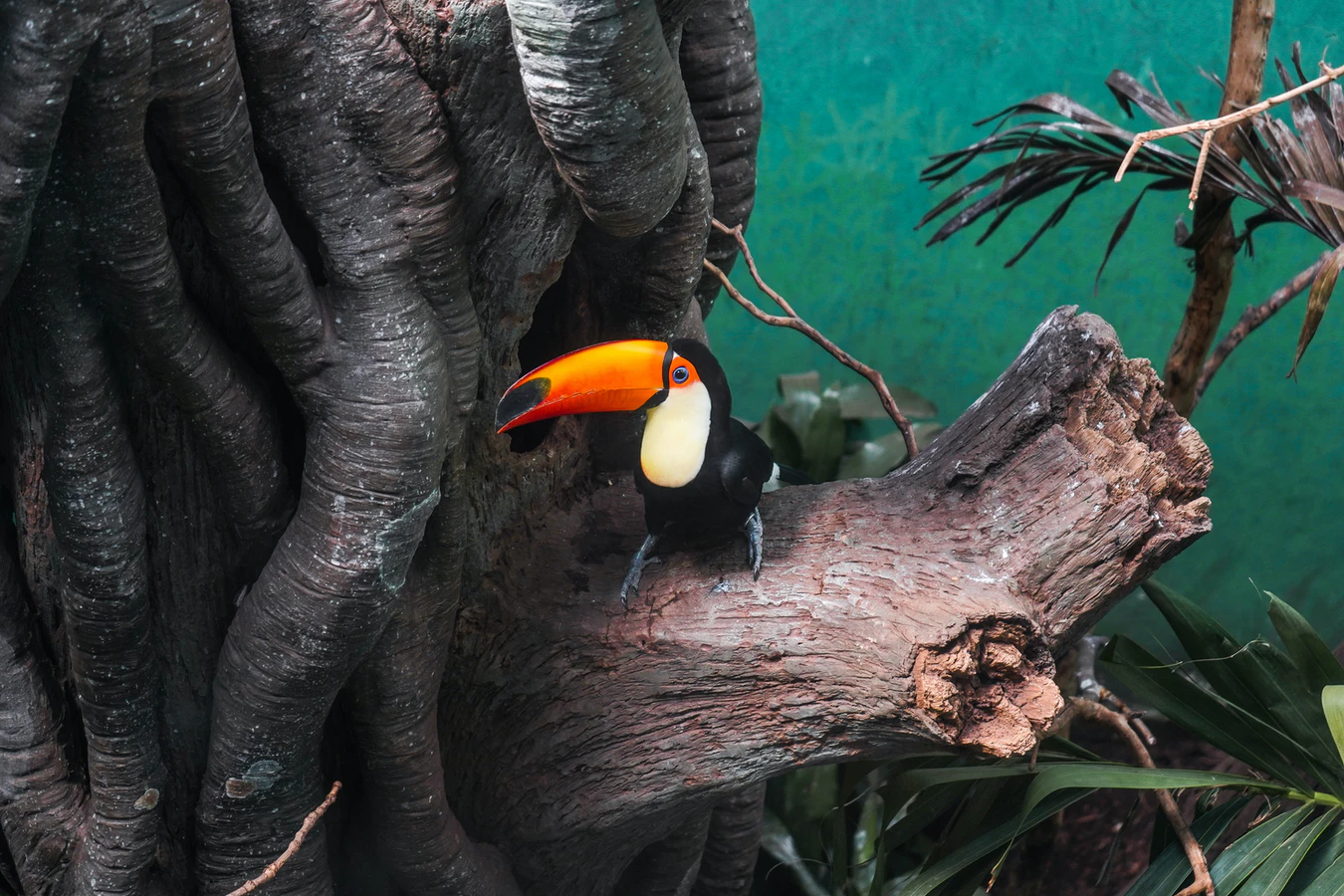 Bronx Zoo Toucan