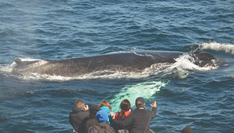 New England Aquarium Whale Watch