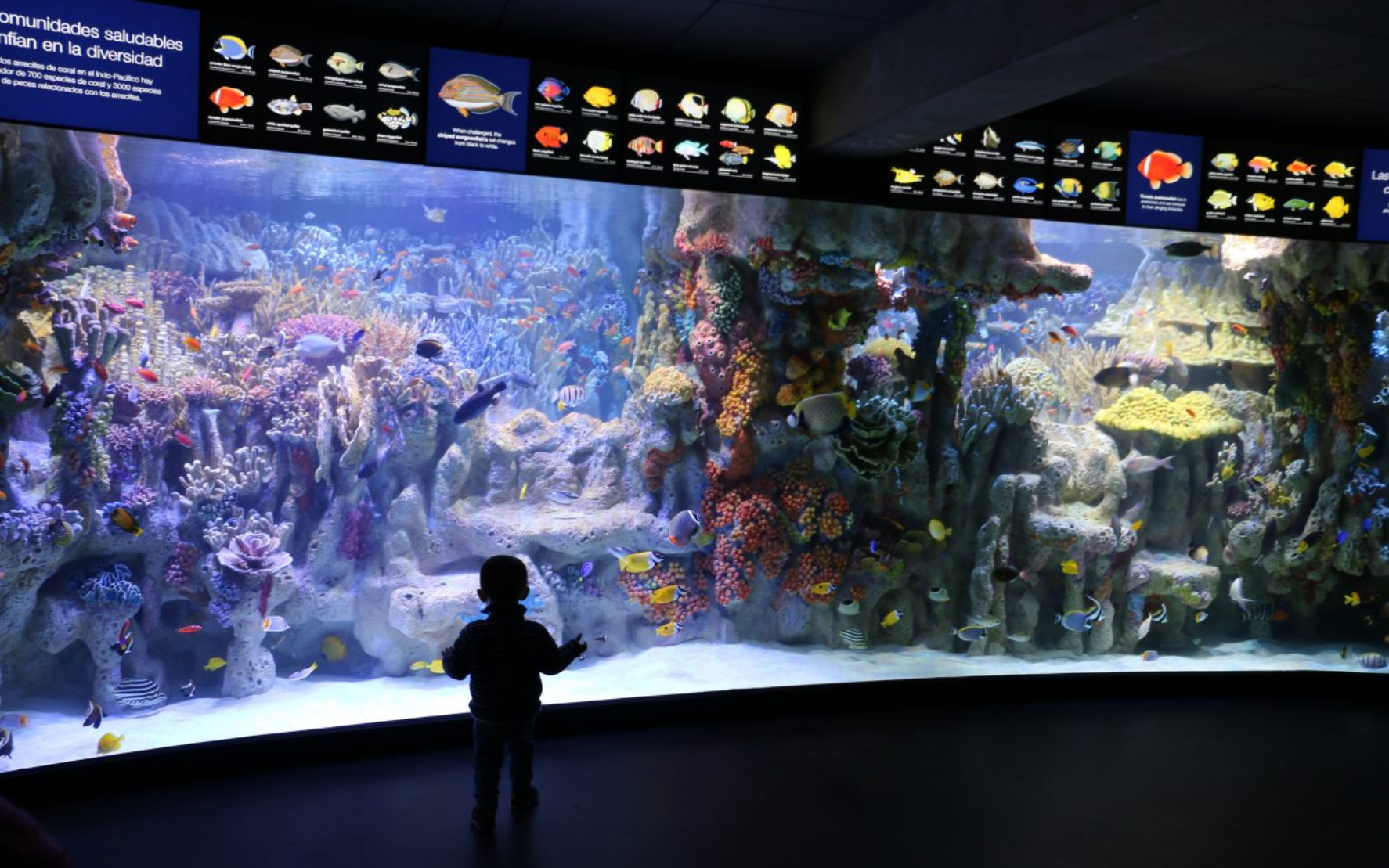 New England Aquarium tank