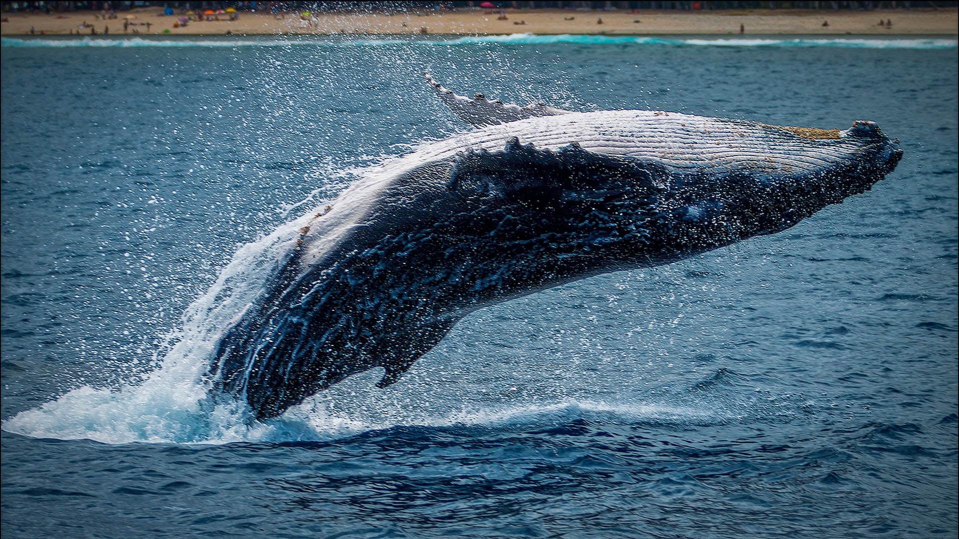 San Diego Whale Watch