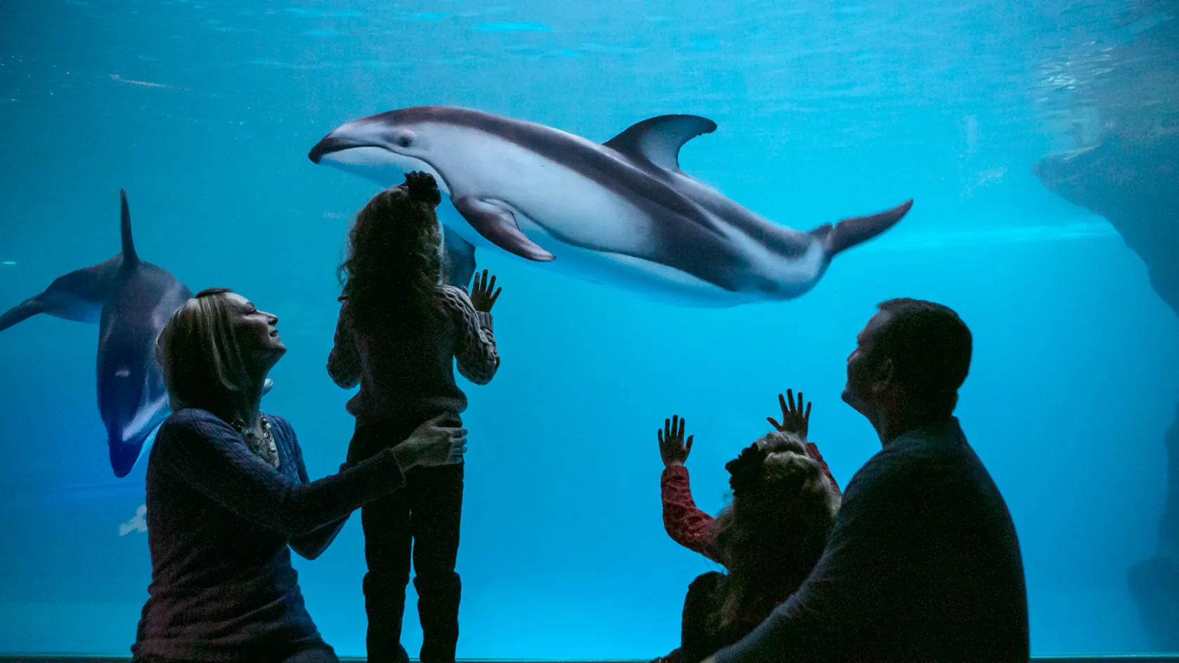 Shedd Aquarium Chicago kids looking at a dolphin