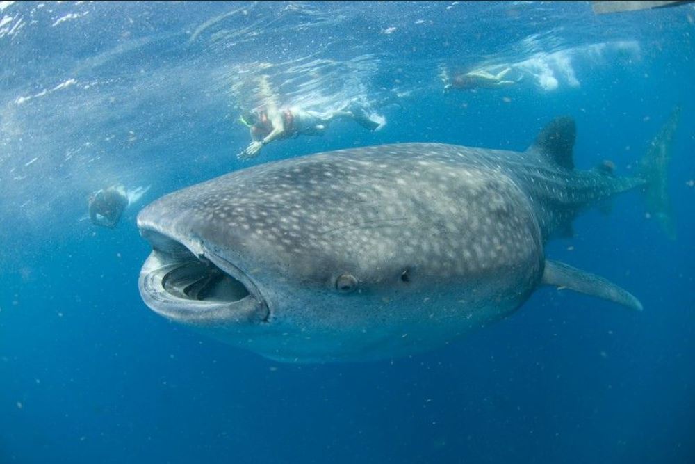 Swim with Whale Sharks