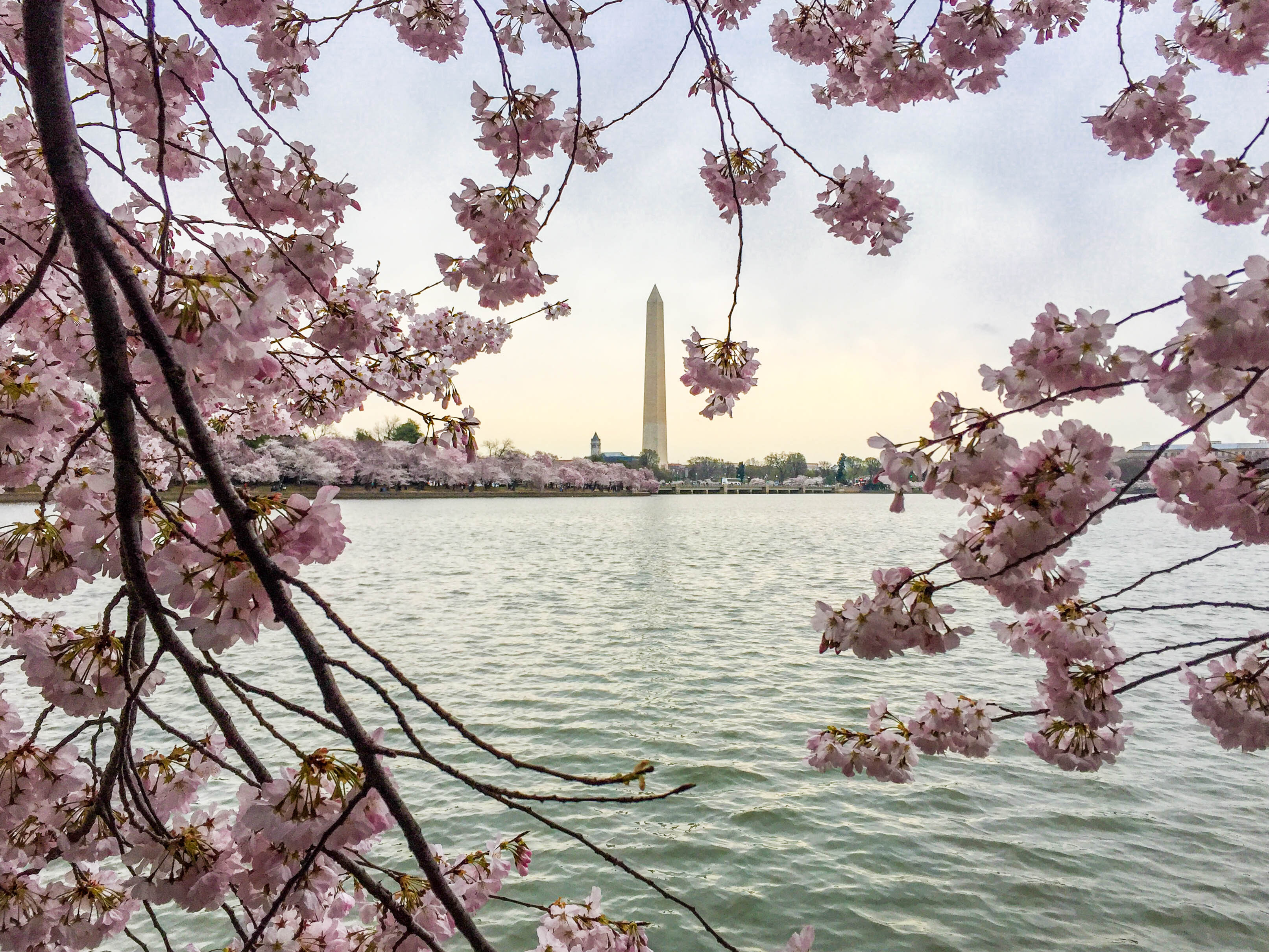 Cherry Blossoms in Washington DC