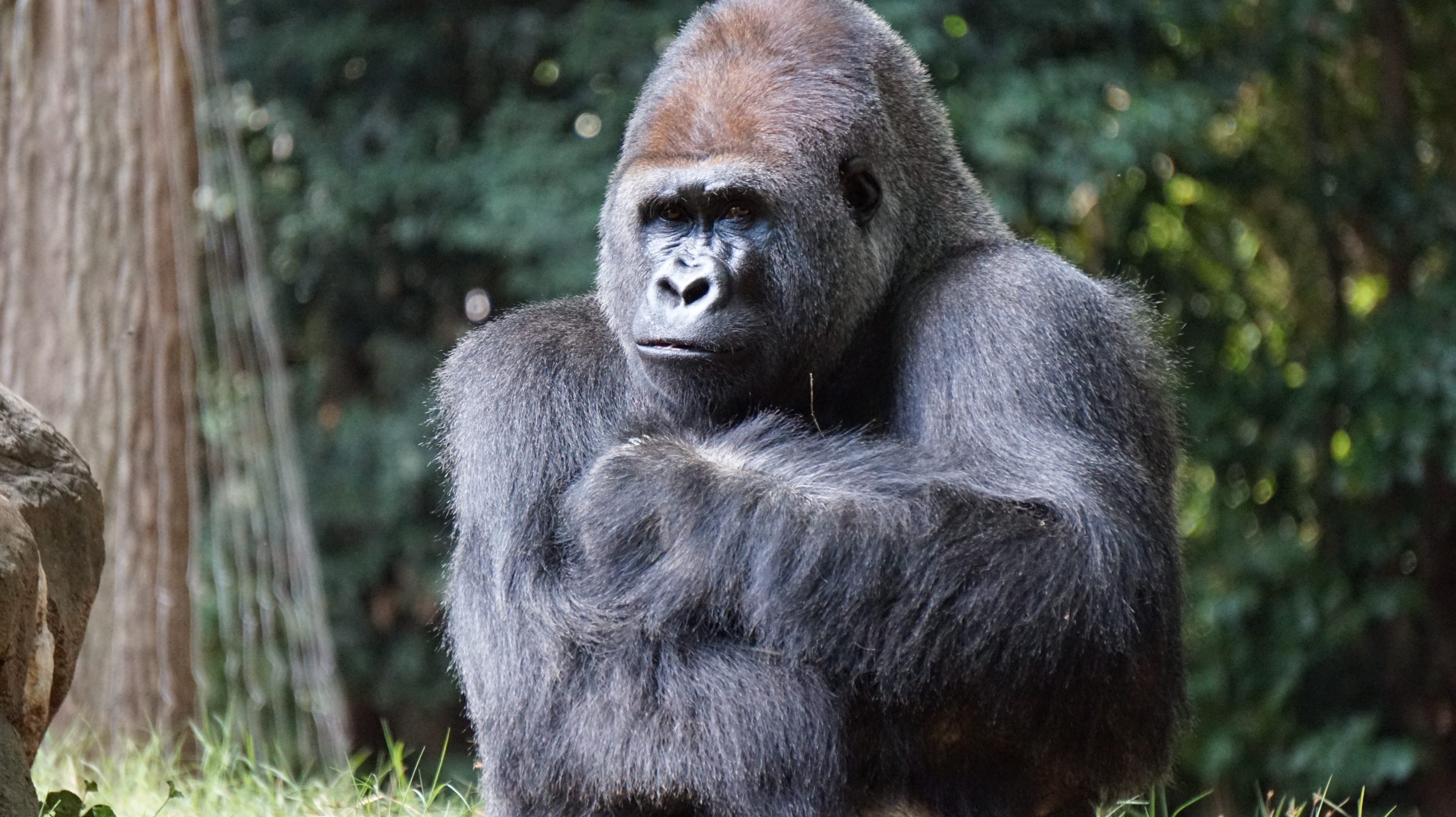 Gorilla Trek Uganda