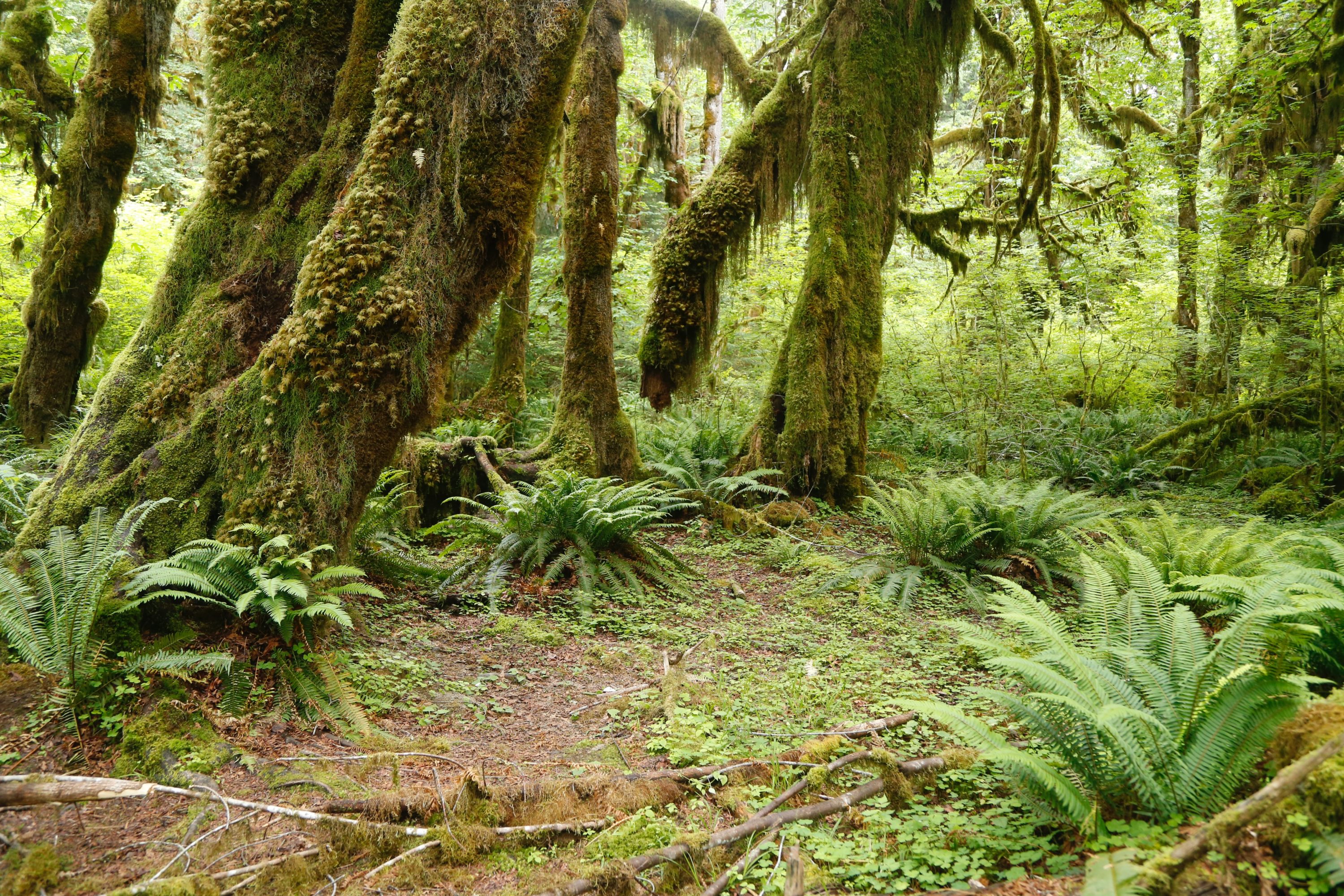 Hoh Rainforest Olympic National Park