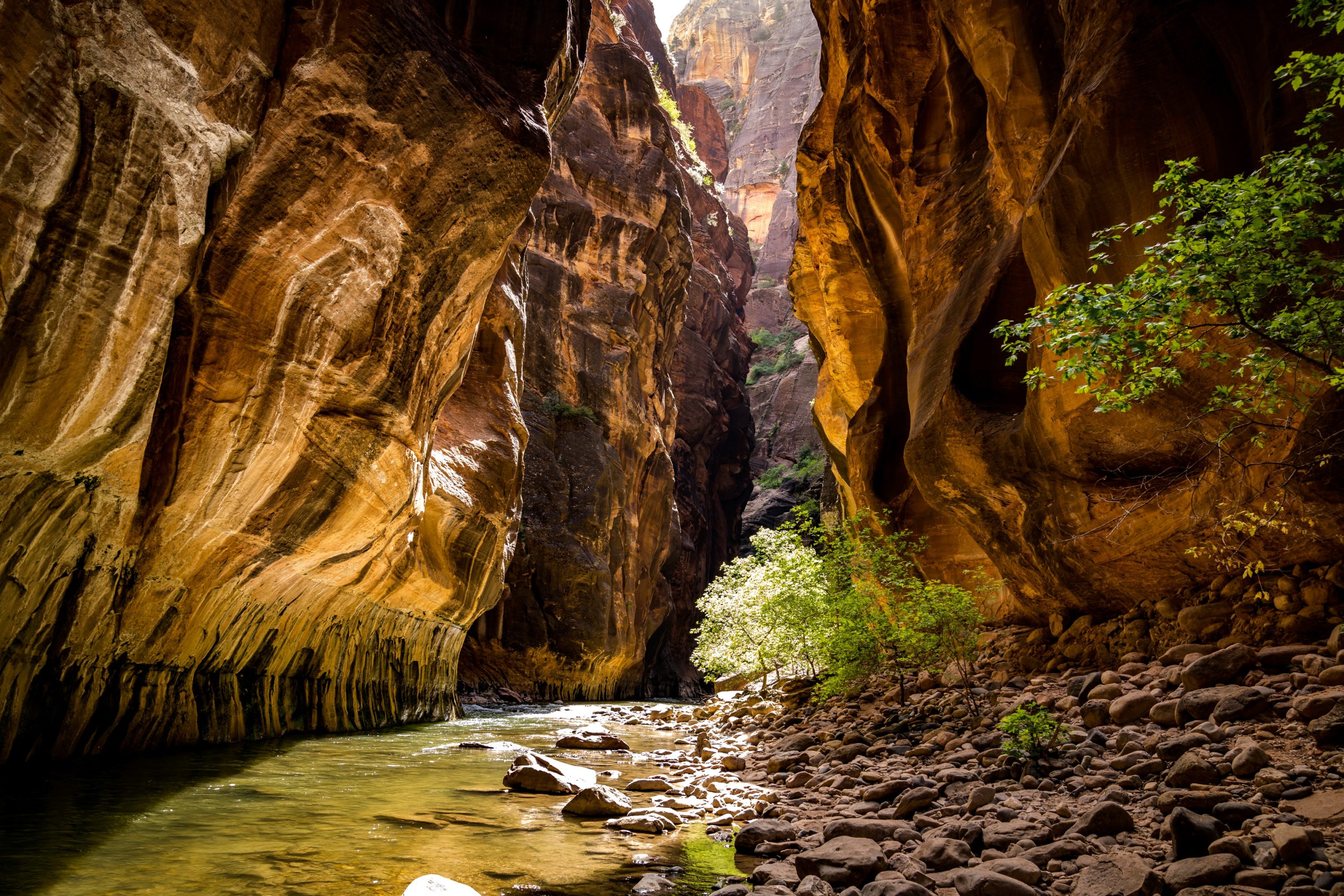 Narrows Zion National Park