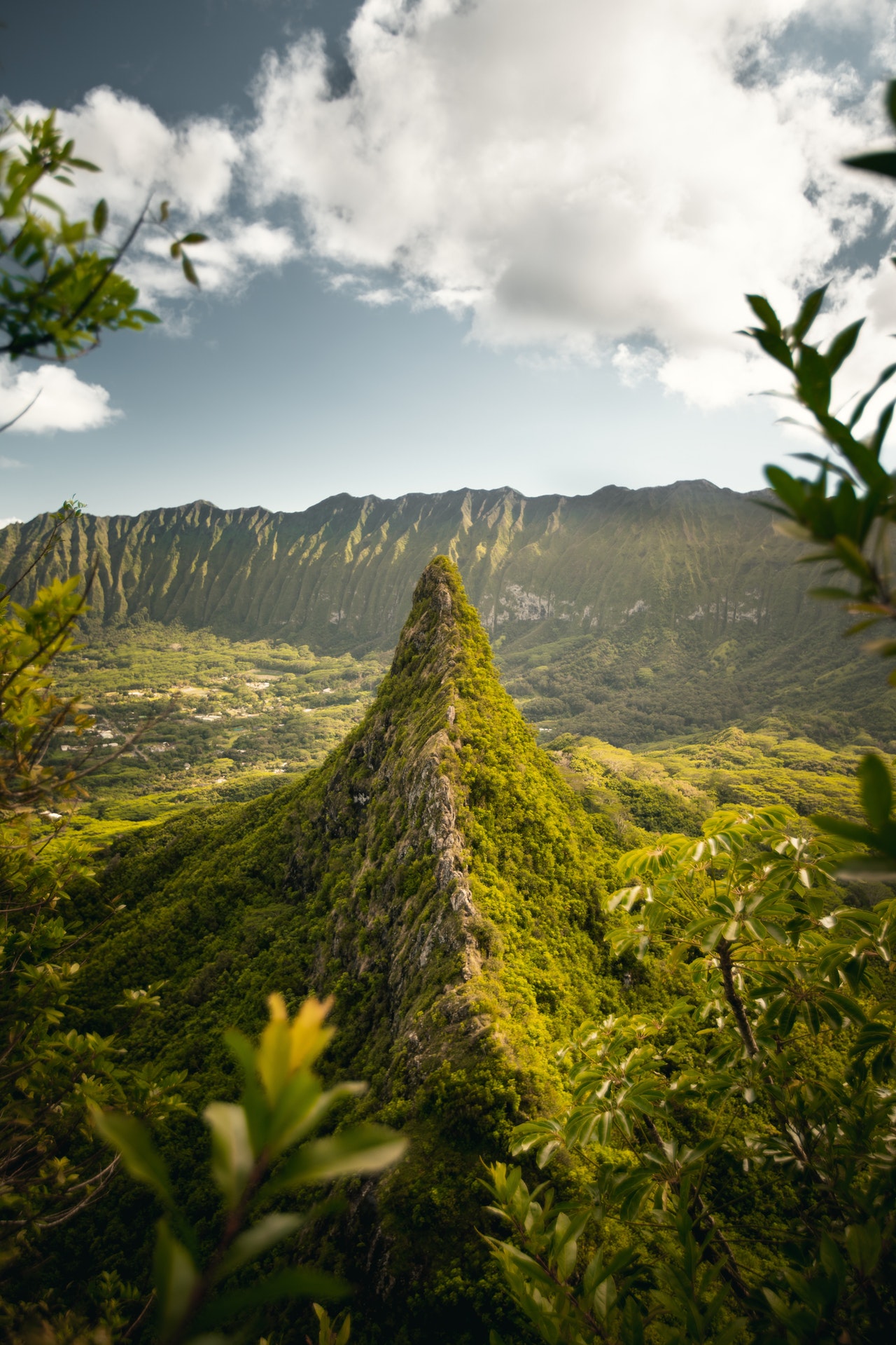Oahu Forest Hawaii