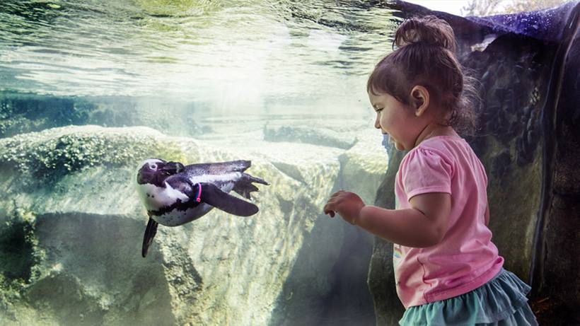 Penguin at Lincoln Park Zoo