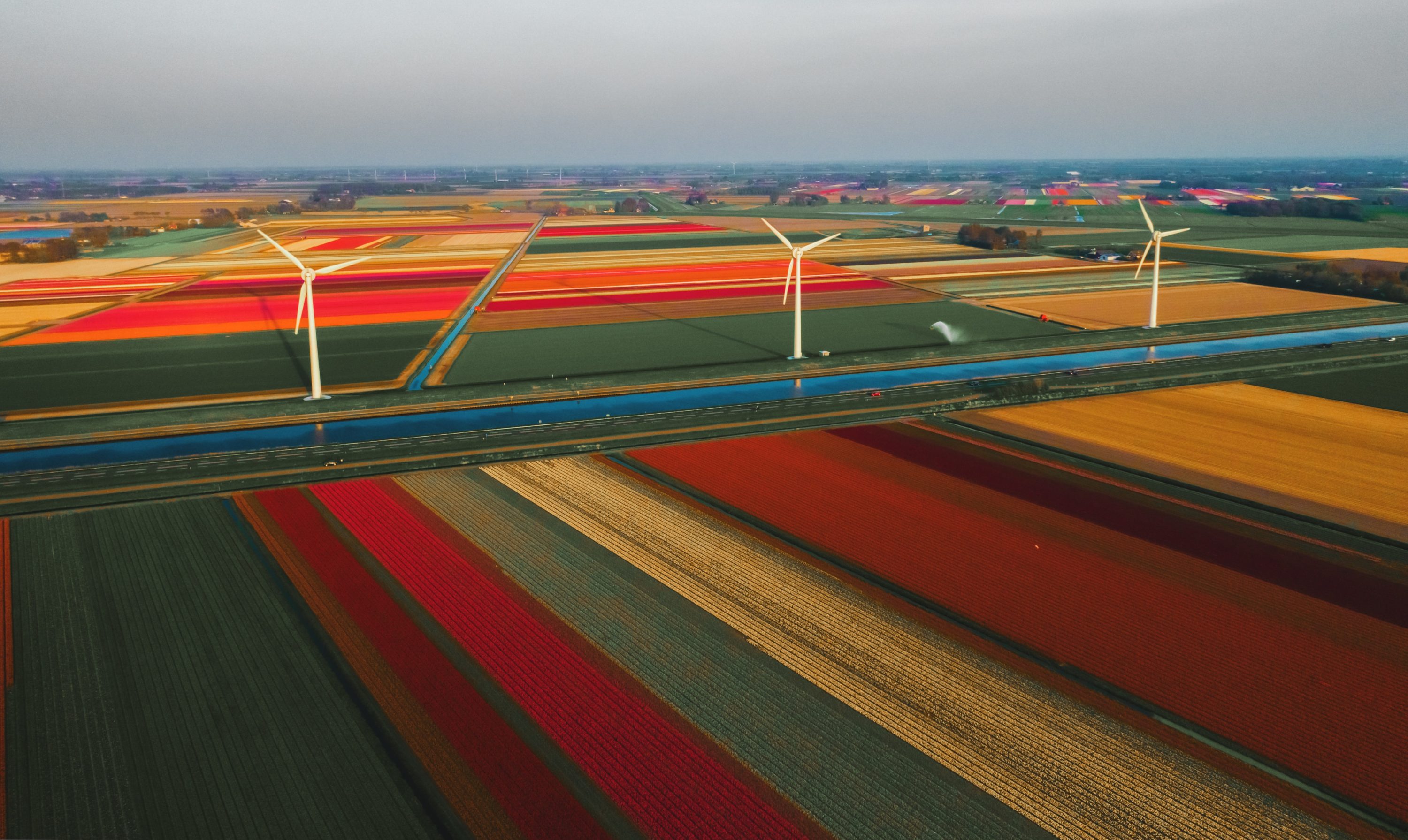 Tulip Fields Netherlands