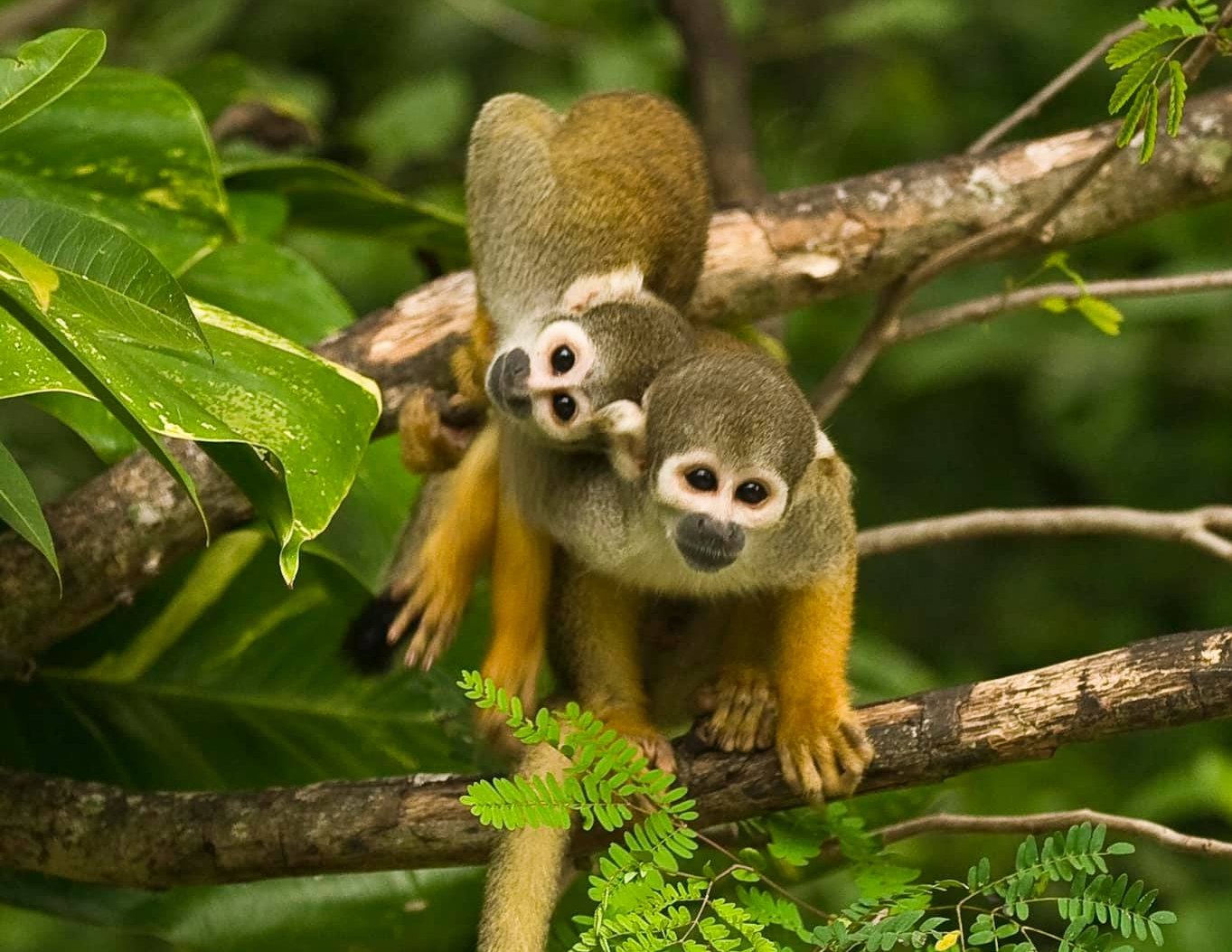 Monkey Jungle Miami