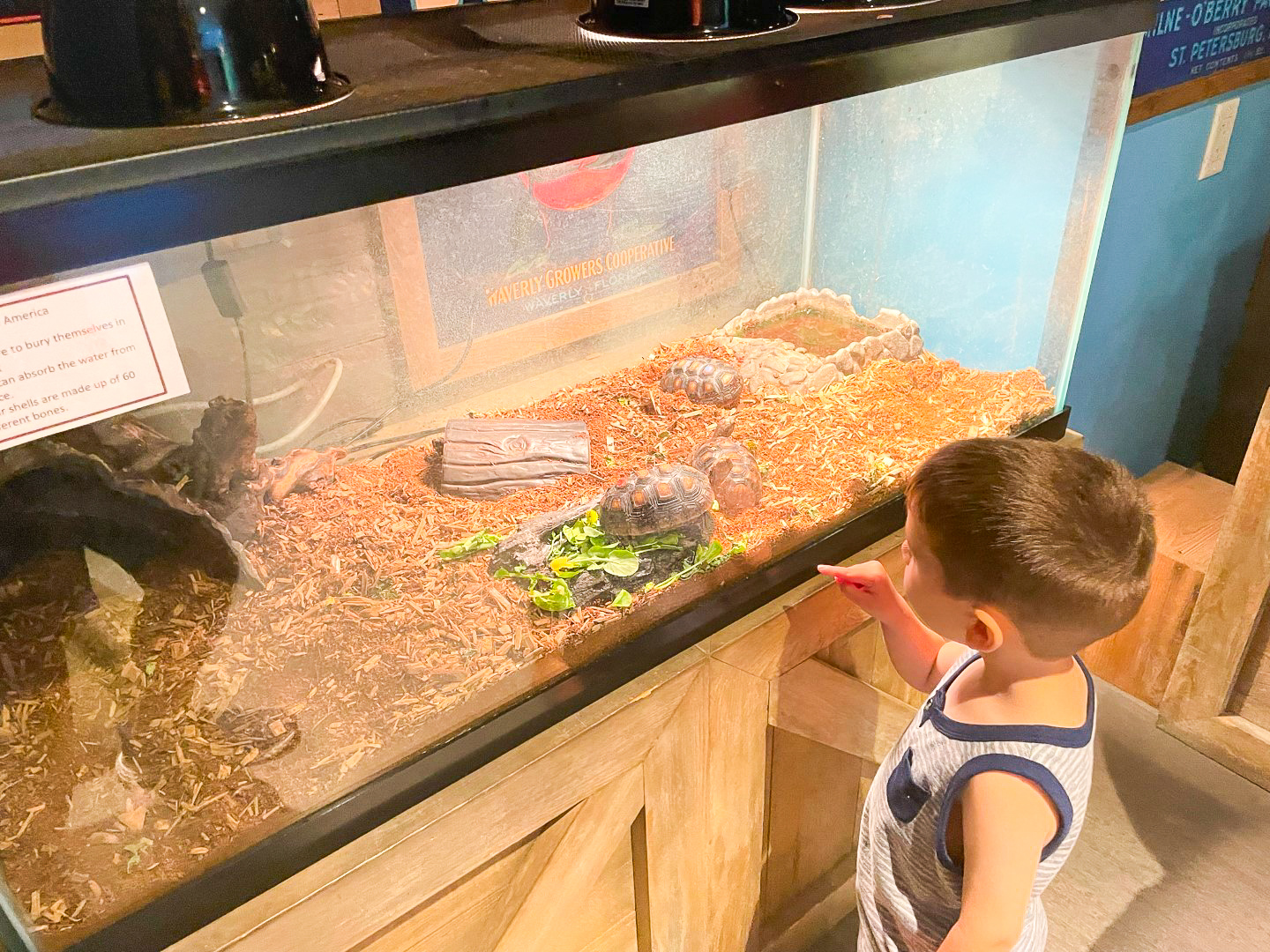 Ritz Carlton Orlando Grande Lakes Kids Club Turtles