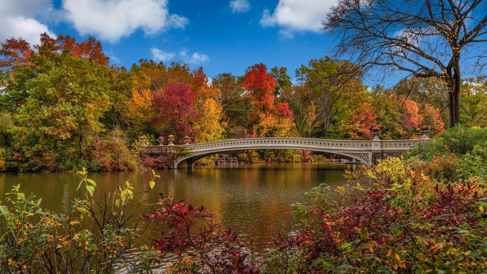 Central Park New York City during foliage season