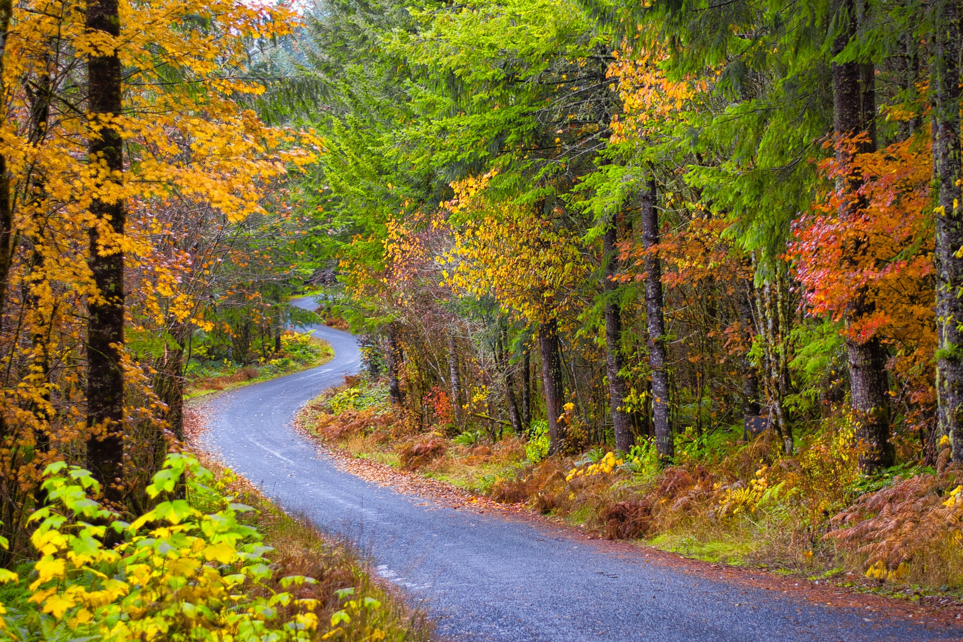 Oregon during foliage season