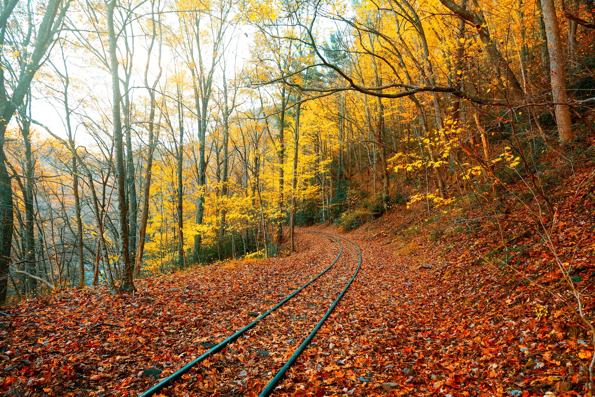 Tennessee railroad tracks covered in fall foliage