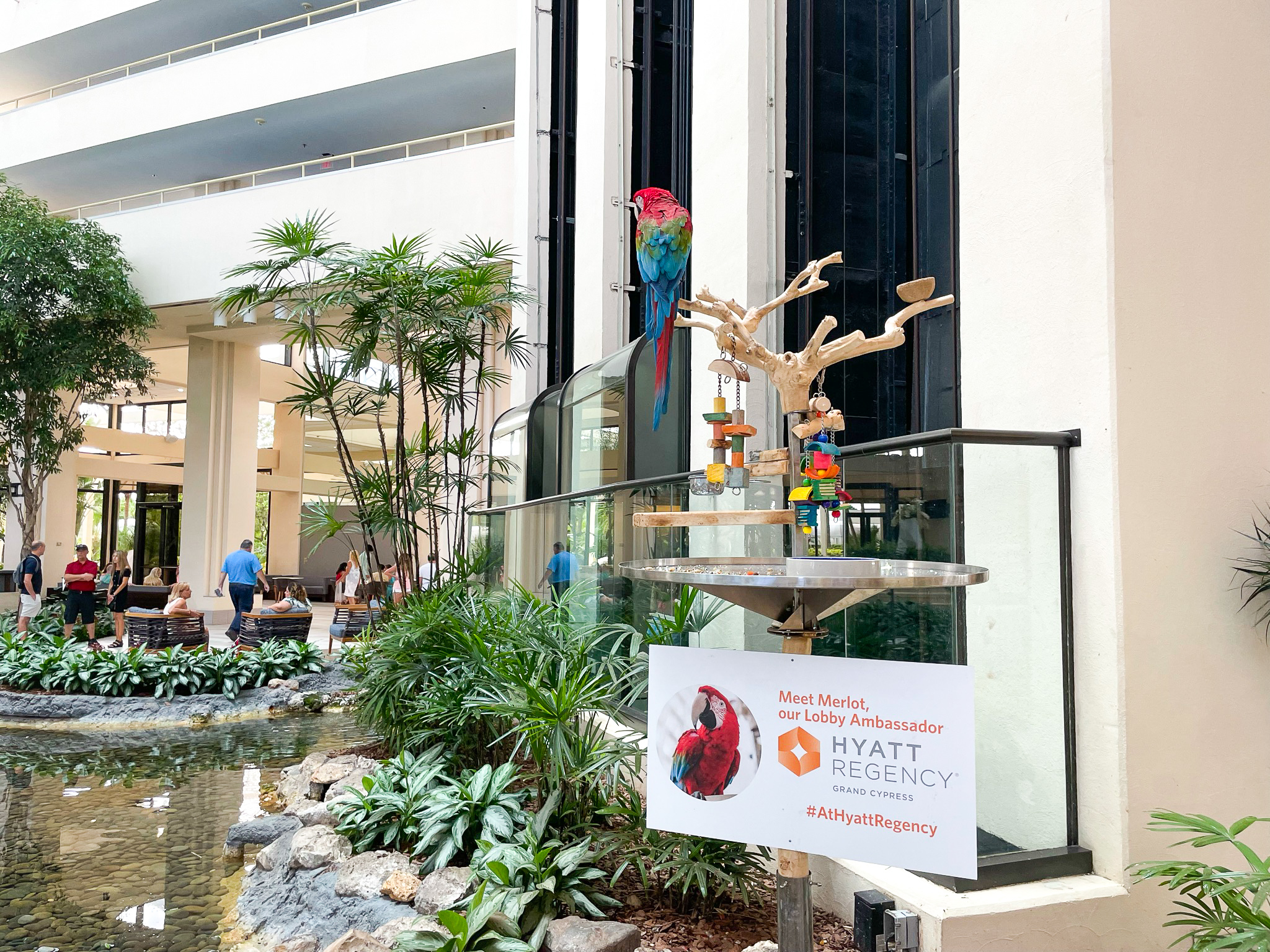 Parrot at the Hyatt Regency Grand Cypress Orlando