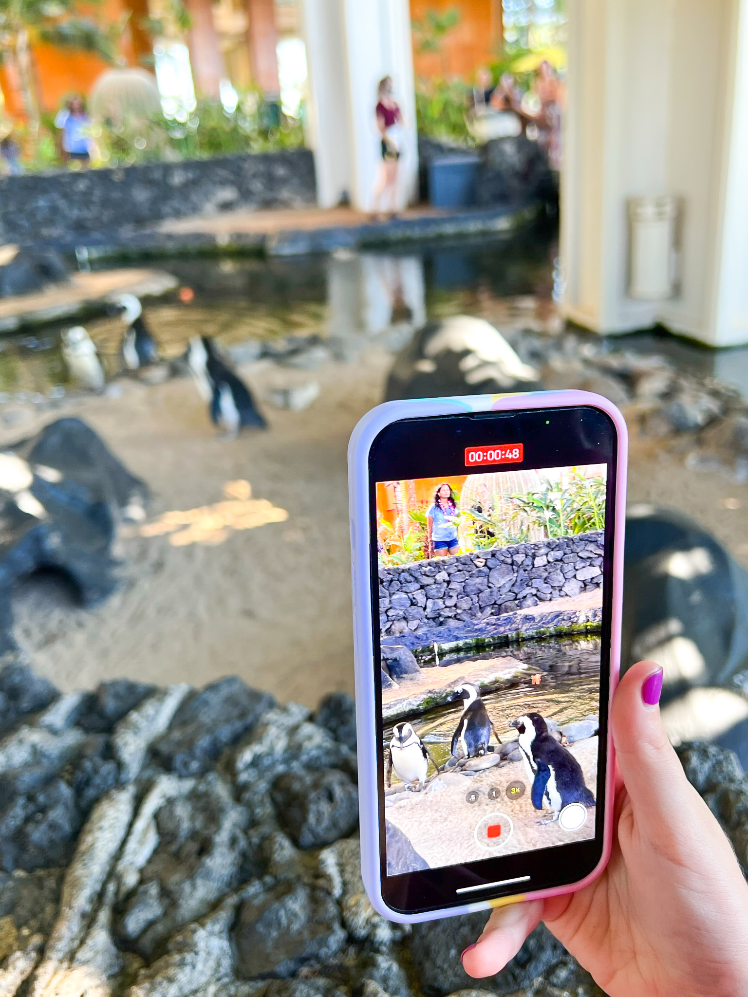 Hyatt Regency Maui Resort and Spa Penguin photo
