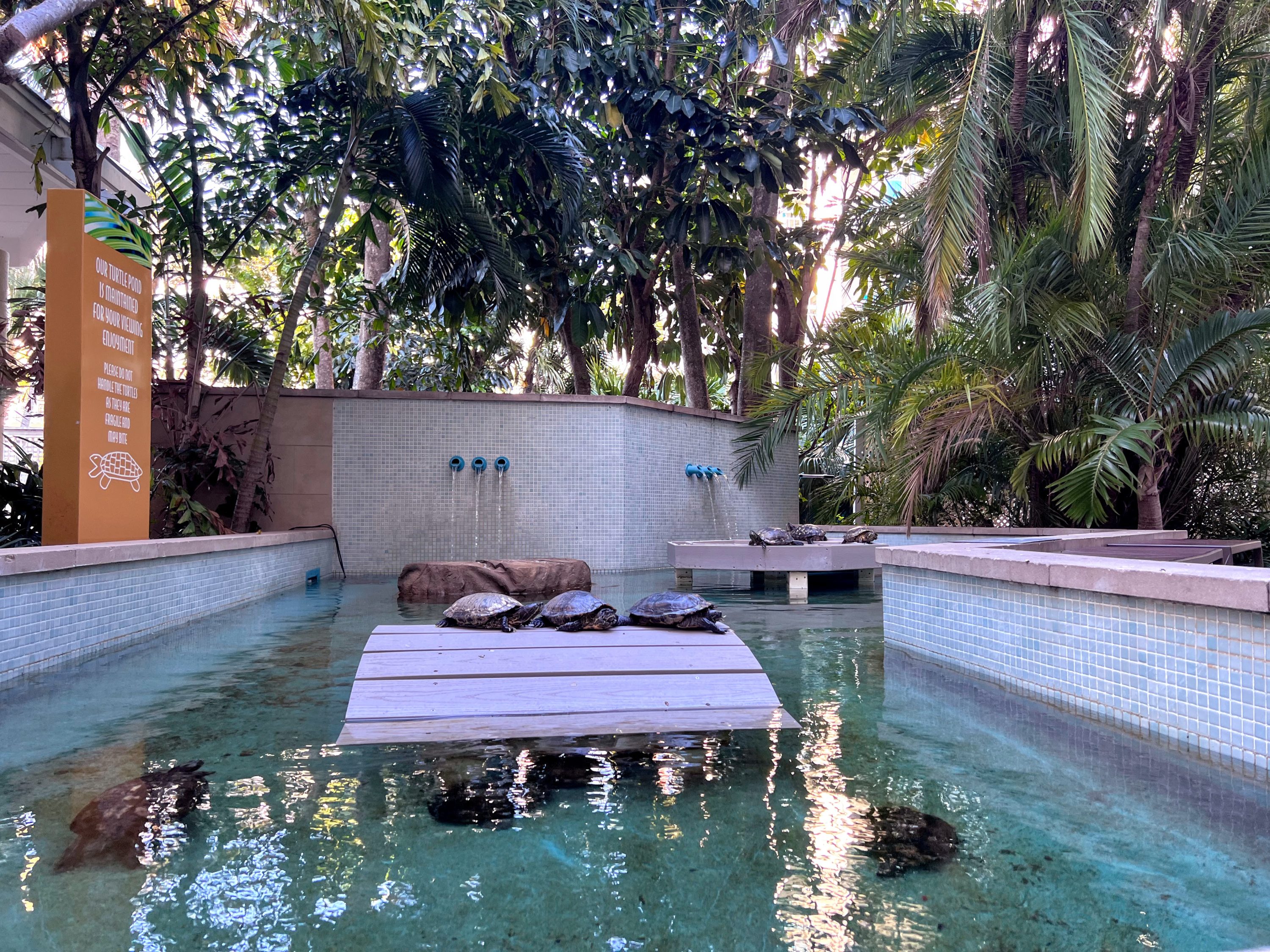 Turtles at Hyatt Centric Key West