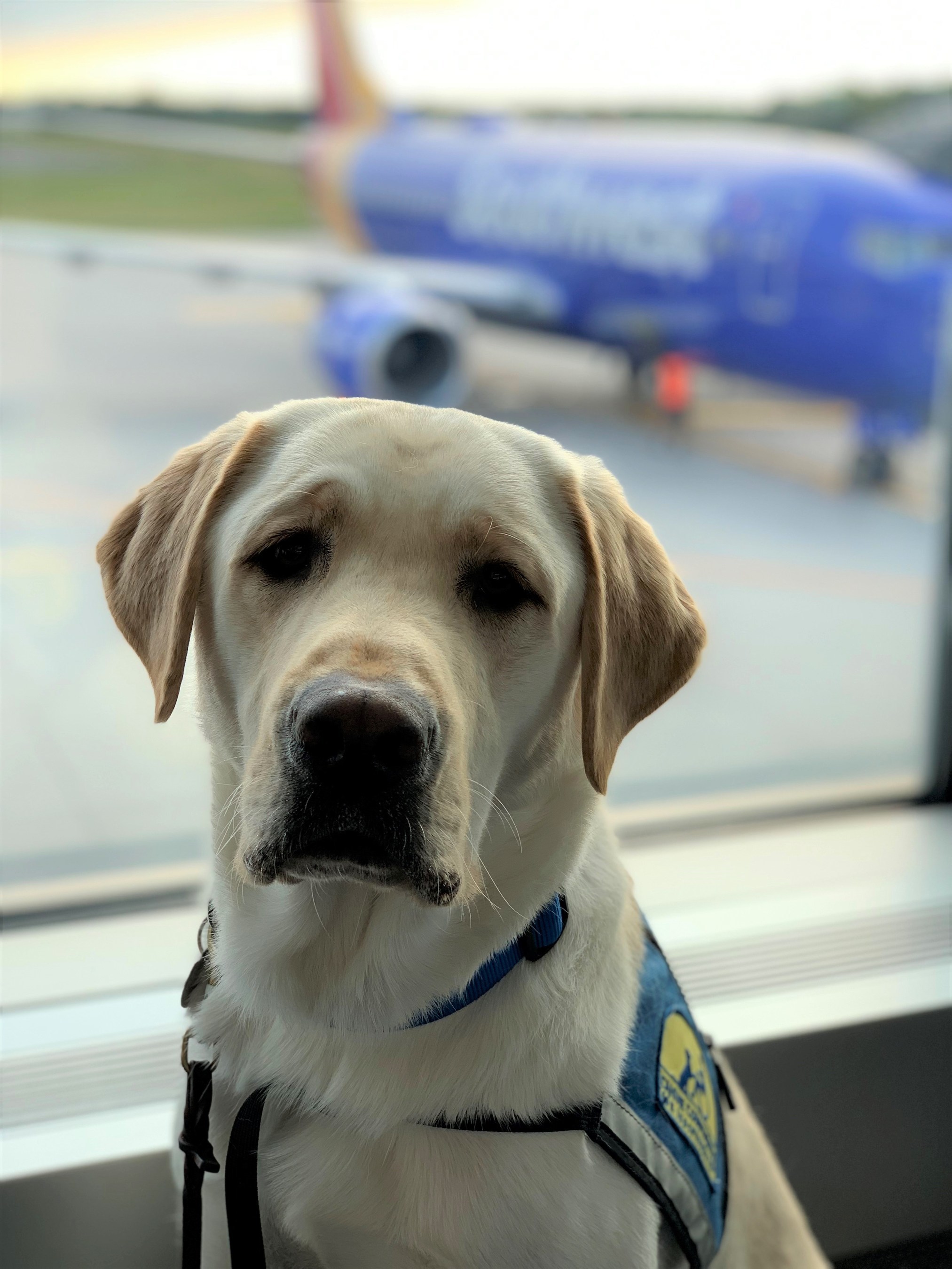 Canine Companions service dog