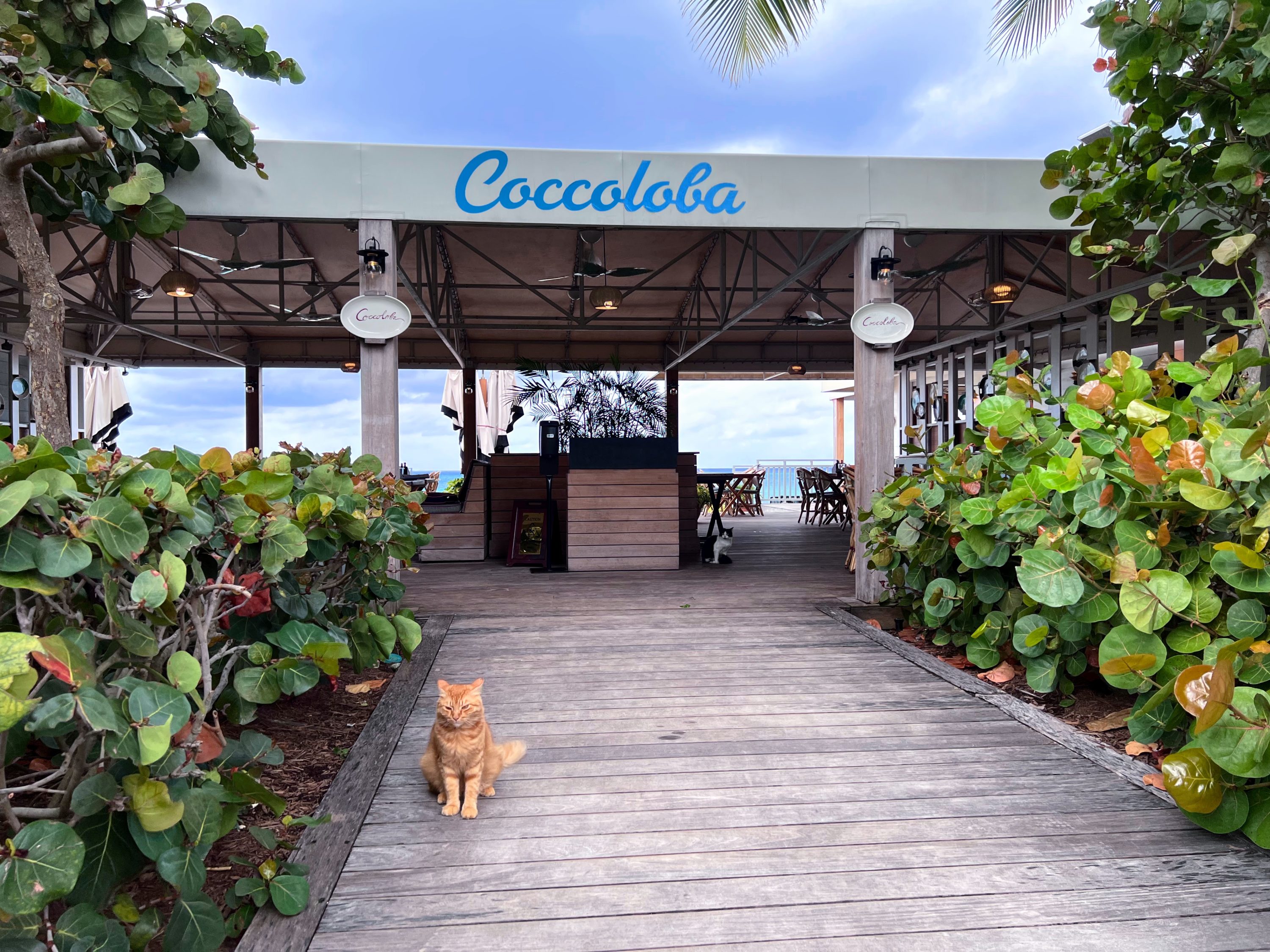 Coccoloba at Kimpton Seafire