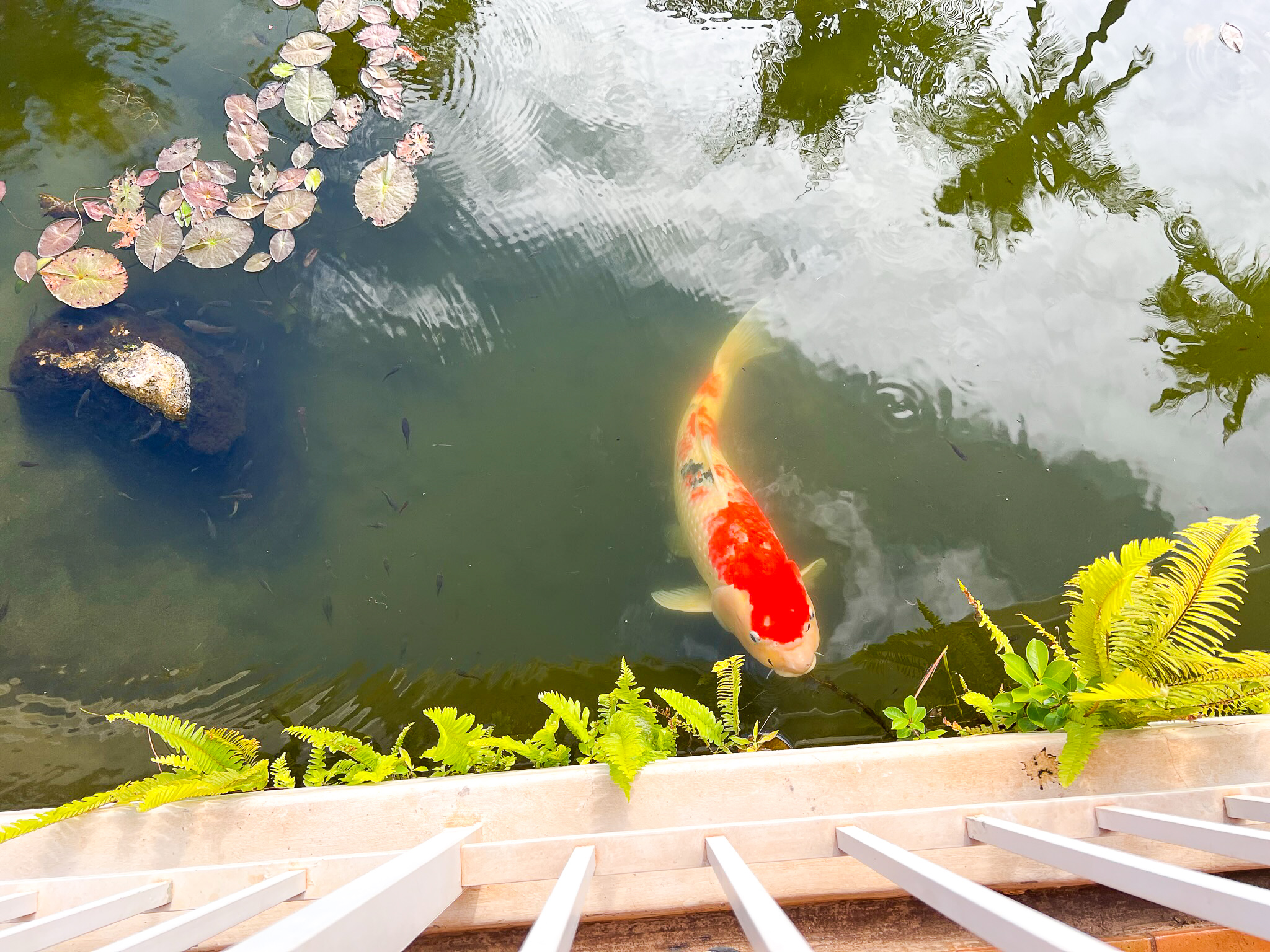 Grand Wailea Maui Waldorf Astoria Resort Koi Pond