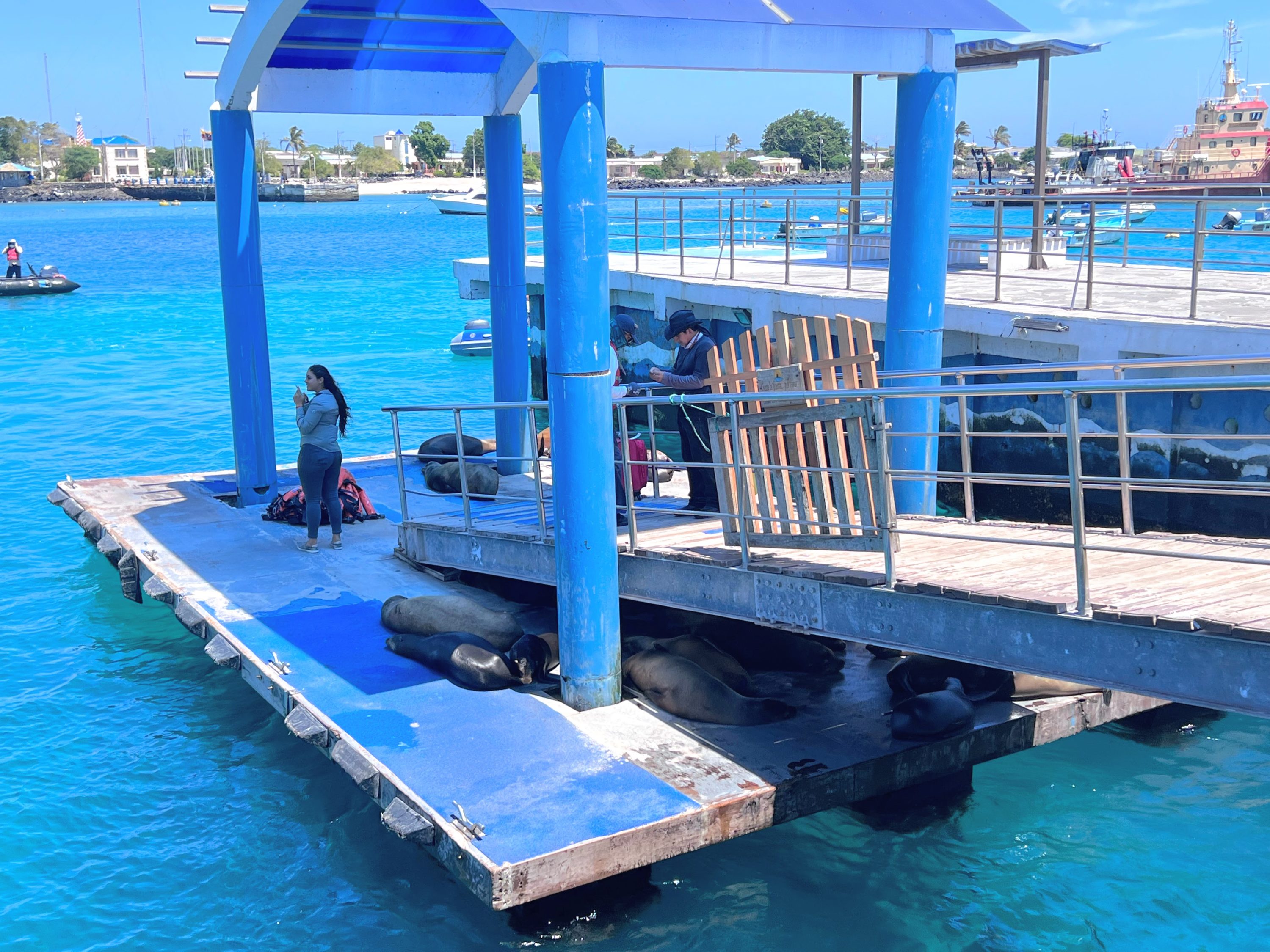 Sea lions at the San Cristobal dock