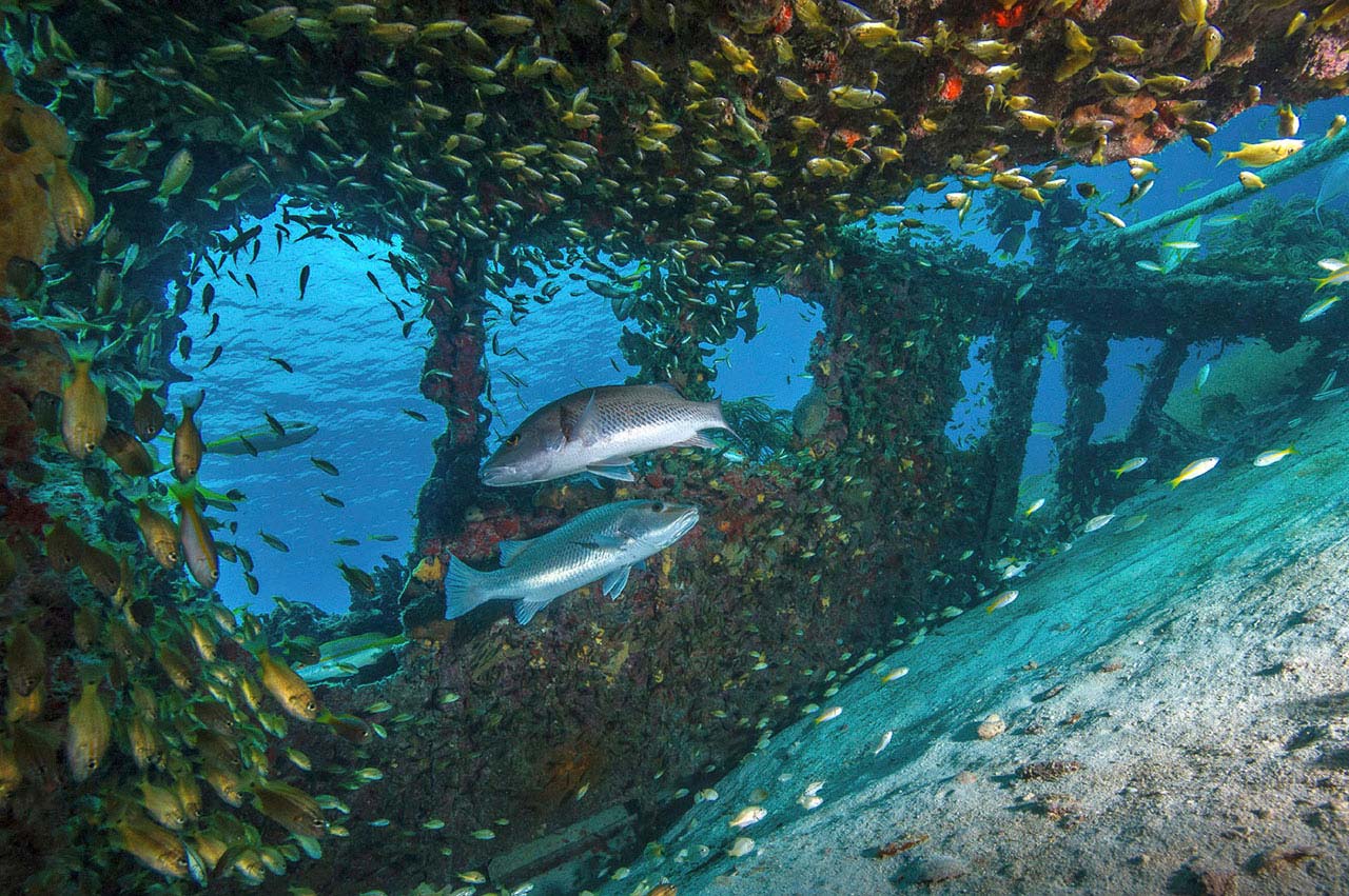 Key West snorkeling